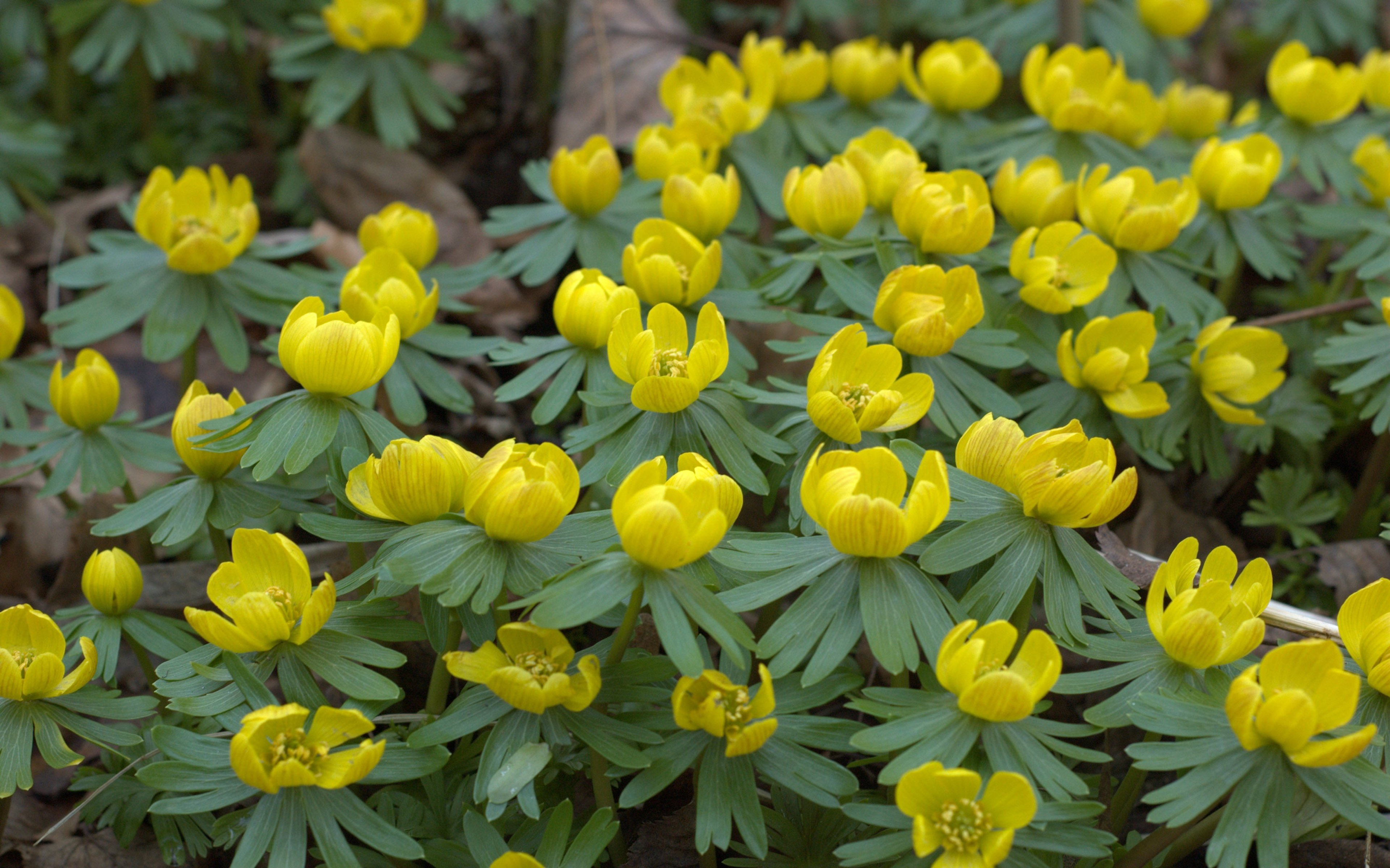 Желтые ранние цветы весной как называется. Эрантис весенник. Эрантис Киликийский. Эрантис hyemalis. Первоцвет Eranthis (Эрантис).