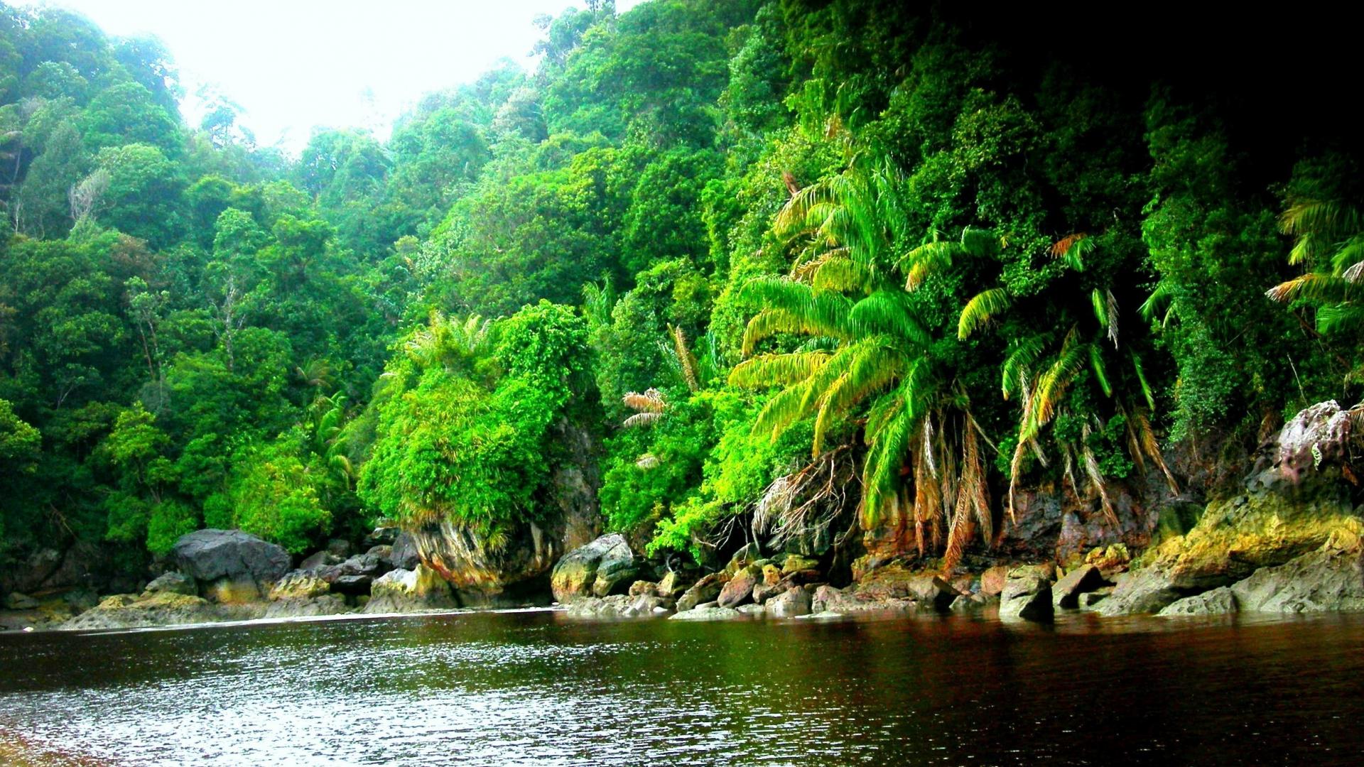 Download Jungle wallpapers for mobile phone free Jungle HD pictures