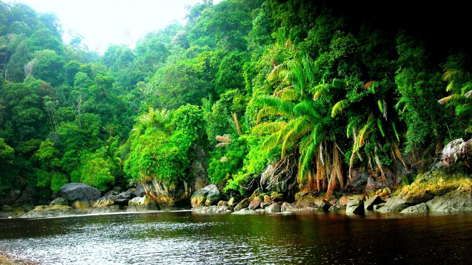 Amazon Rainforest Jungle Black River Wallpaper Hd Resolution 1920x1080