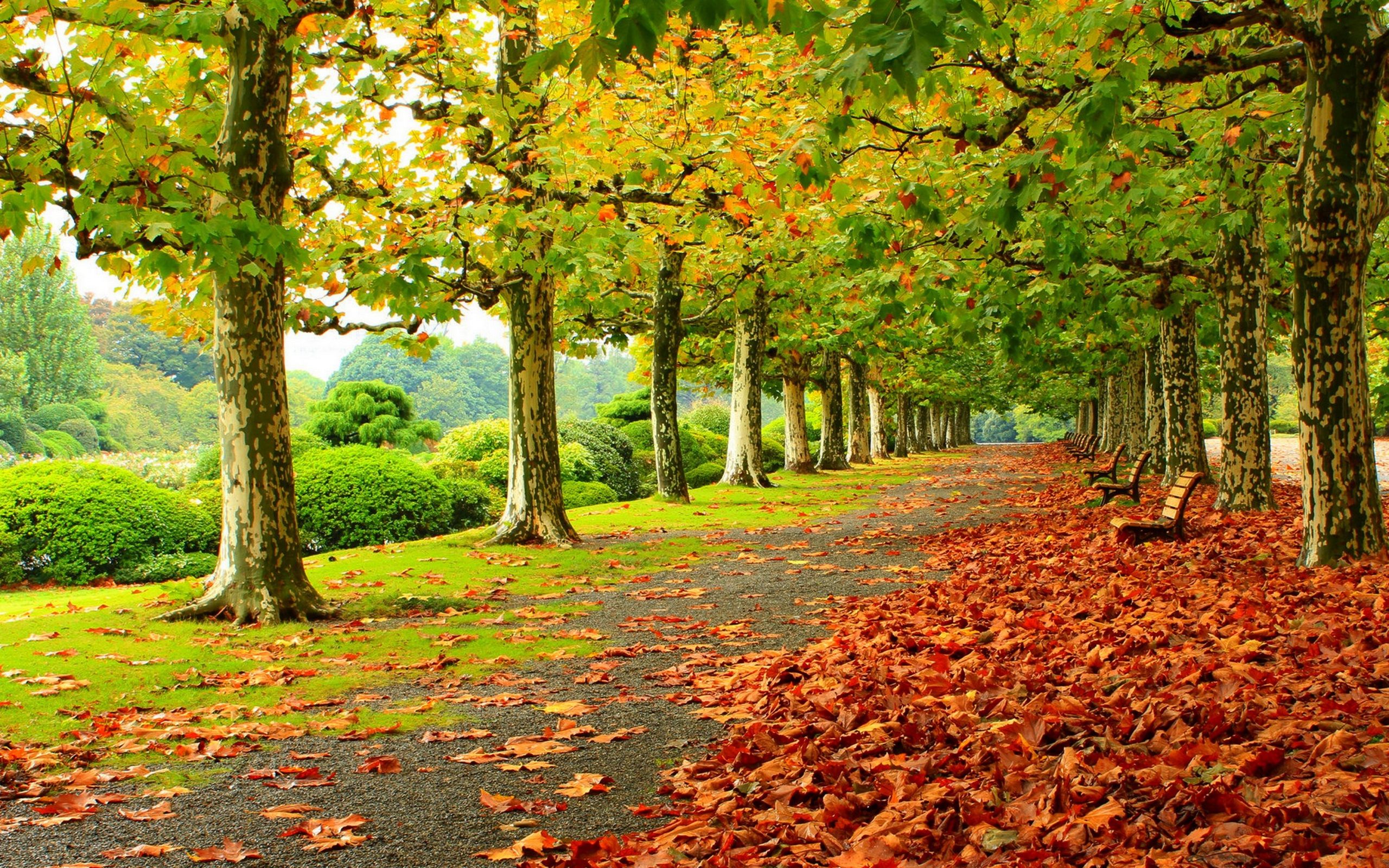 Autumn Fall Deciduous Trees Park Fallen Red Leaves Wooden Benches Road