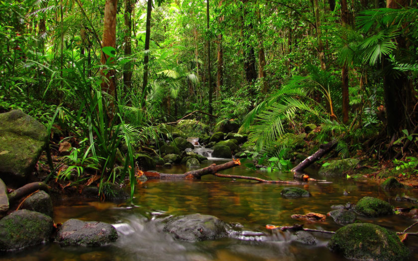 Jungle Rainfores Fern River Stones Fallen Dry Trees Hd Wallpaper For Desktop  And Mobile 3840x2400 : 