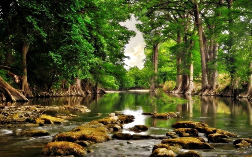 River Shore Tall Trees Green Leaves Calm Water Stones Reflection Hd Wallpaper With High Resolution 1920x1200 : River Shore Tall Trees Green Leaves Calm Water Stones Reflection Hd Wallpaper With High Resolution 1920x1200 :