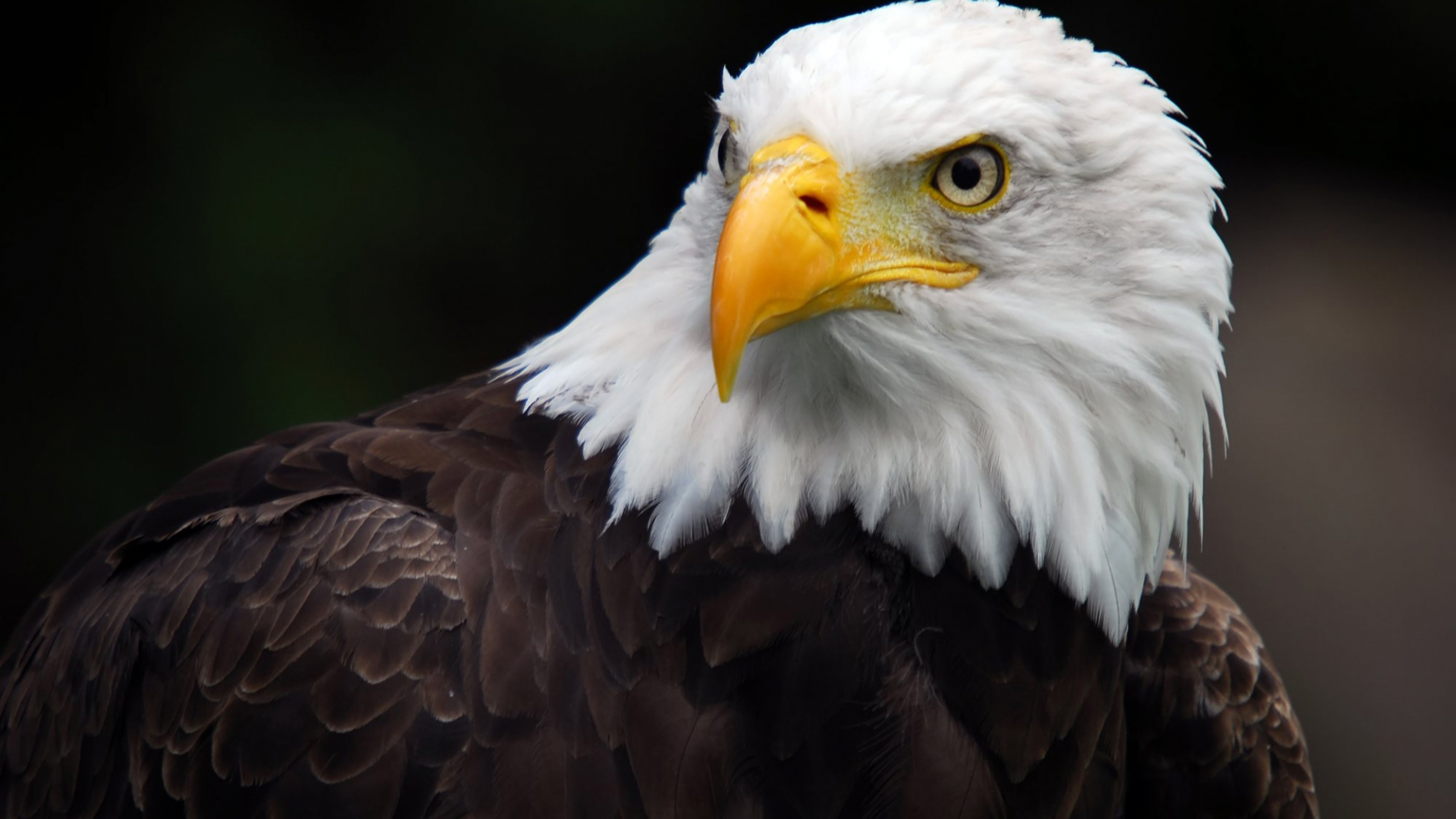 American Bald Eagle Desktop Hd Wallpaper For Pc Tablet And Mobile