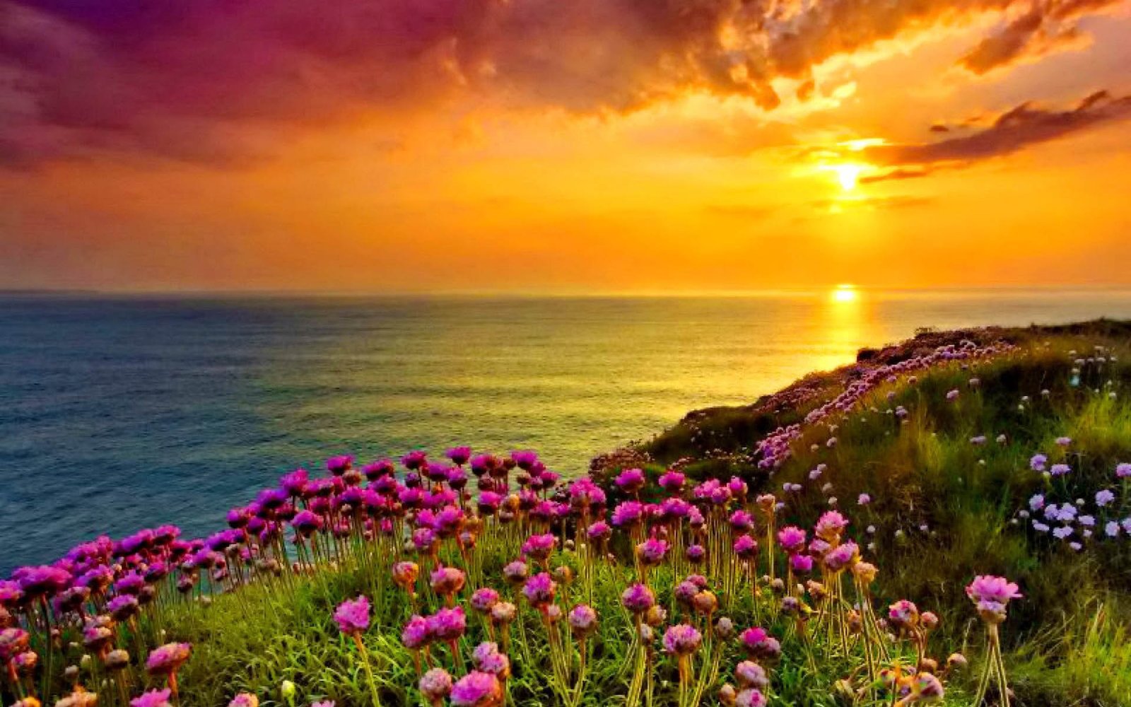 Golden Shine Orange Sky Sunset Sea Ocean Coast With Purple Flowers