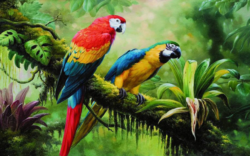 Macaw Parrot Wild Birds From Jungle Rainforest Swamp Green Dense Vegetation  Art Photography Parrot On Branch Hd Wallpaper For Pc Tablet And Mobile  3840x2400 : 