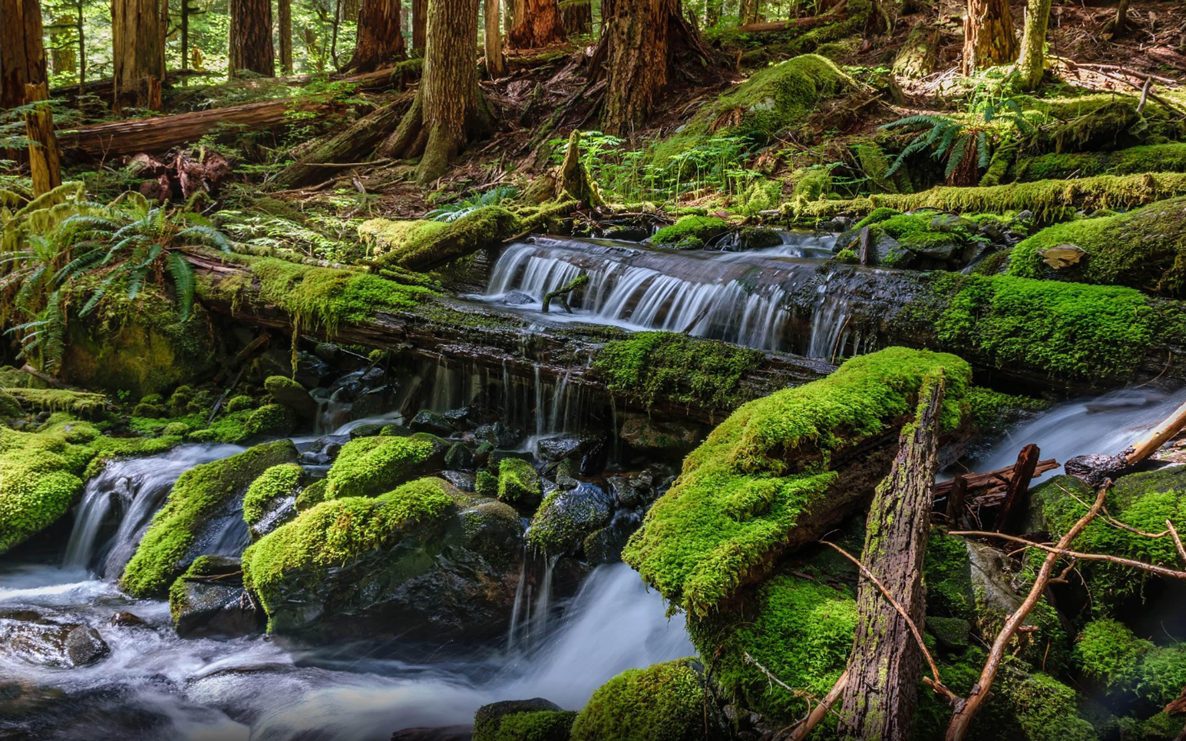 Olympic National Park In Washington Water Fall Green Moss Arp Fallen Trees ...