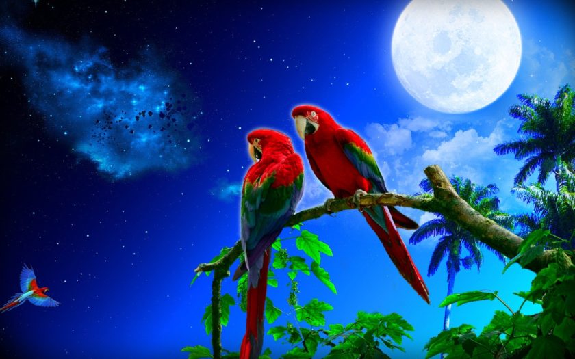 Scarlet Macaw Papagalli A Wonderful Pair Of Art Photography Desktop  Wallpaper Backgrounds Free Download 1920x1080 : 