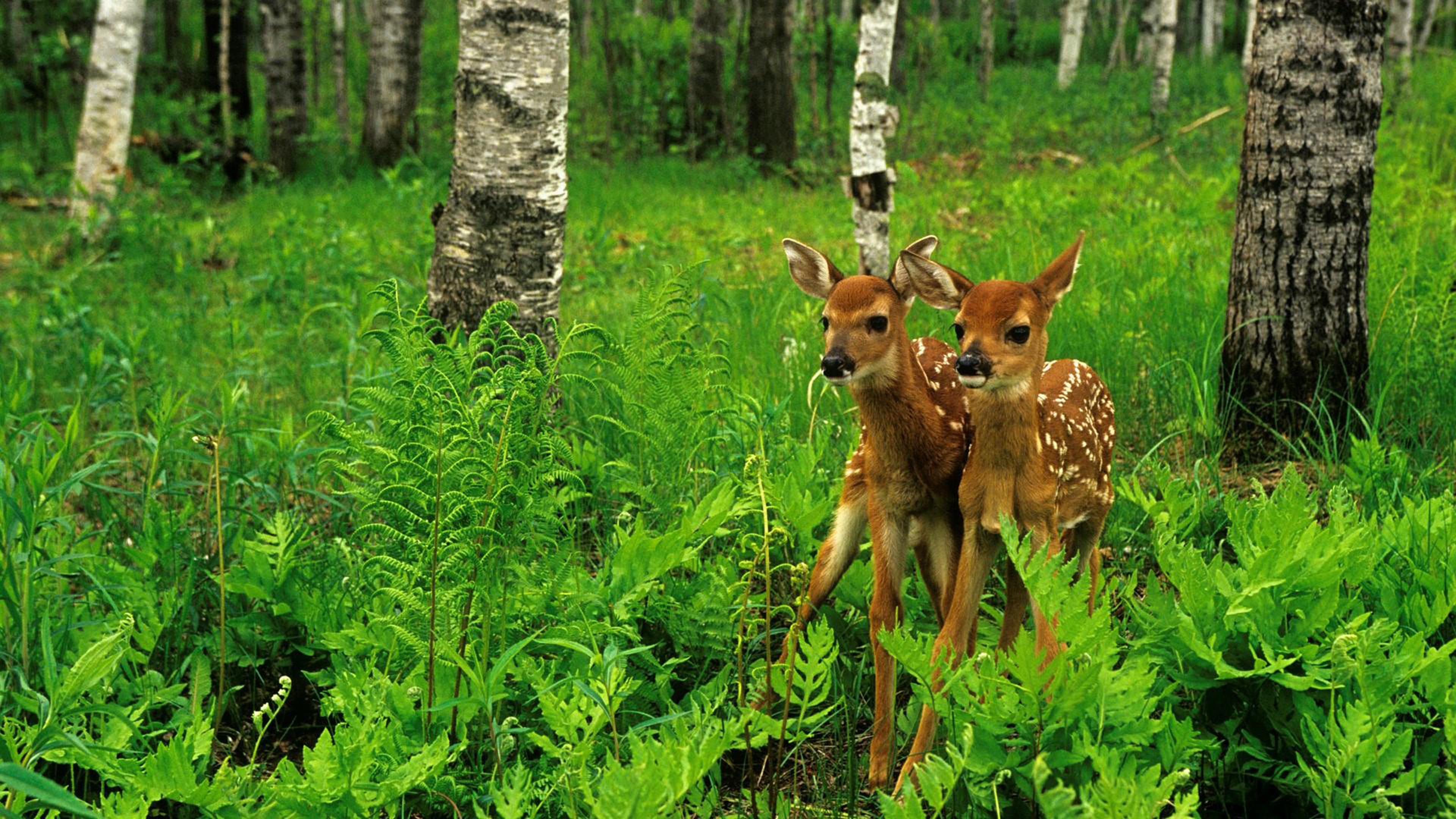 Wild Animals Deer Nature Forest Trees Green Grass Hd Wallpapers3840x2160 :  