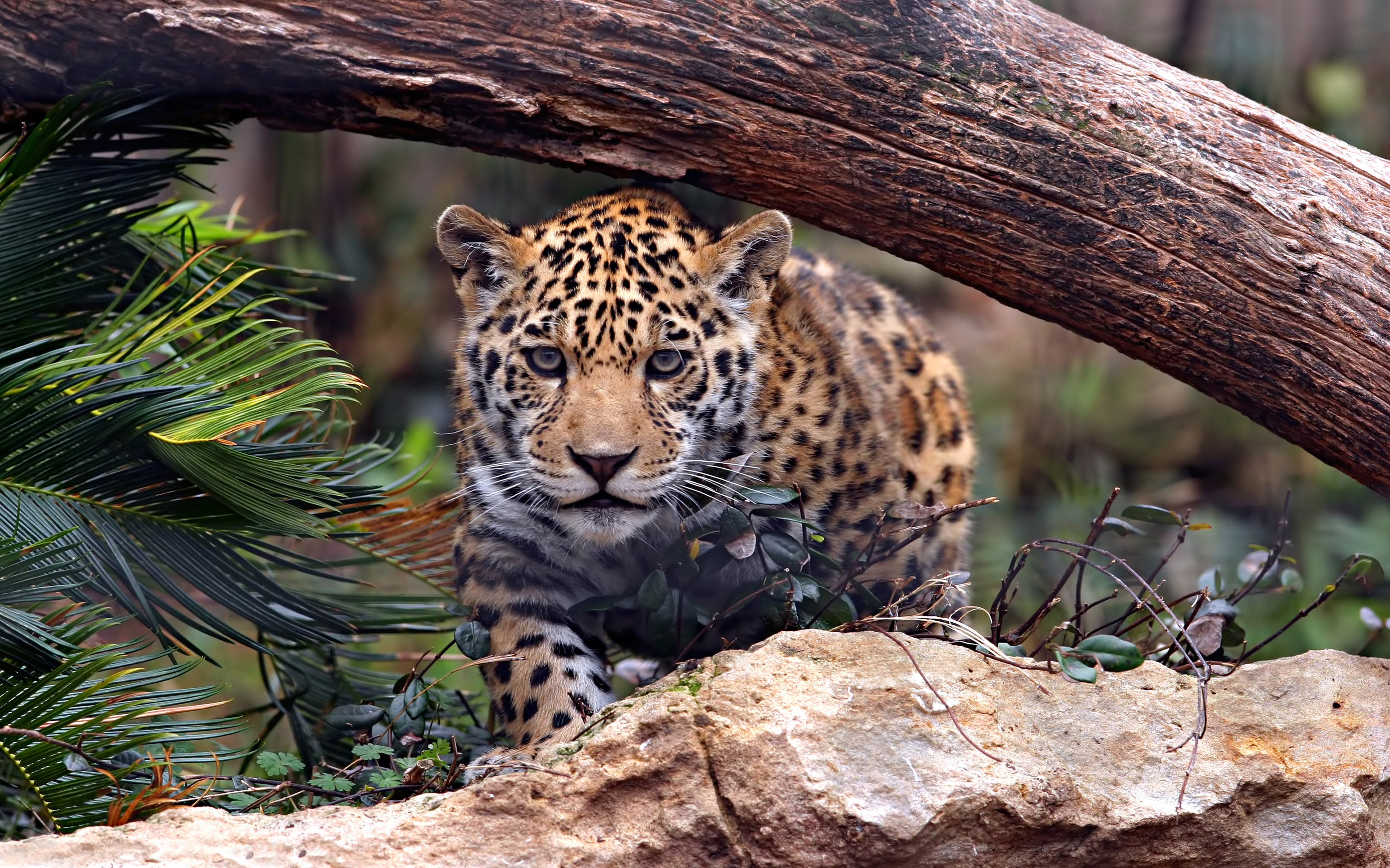 Animals Jaguar Predator Wild Cat Uhd 4k Wallpapers For Desktop Mobile  Phones 5200x3250 : 