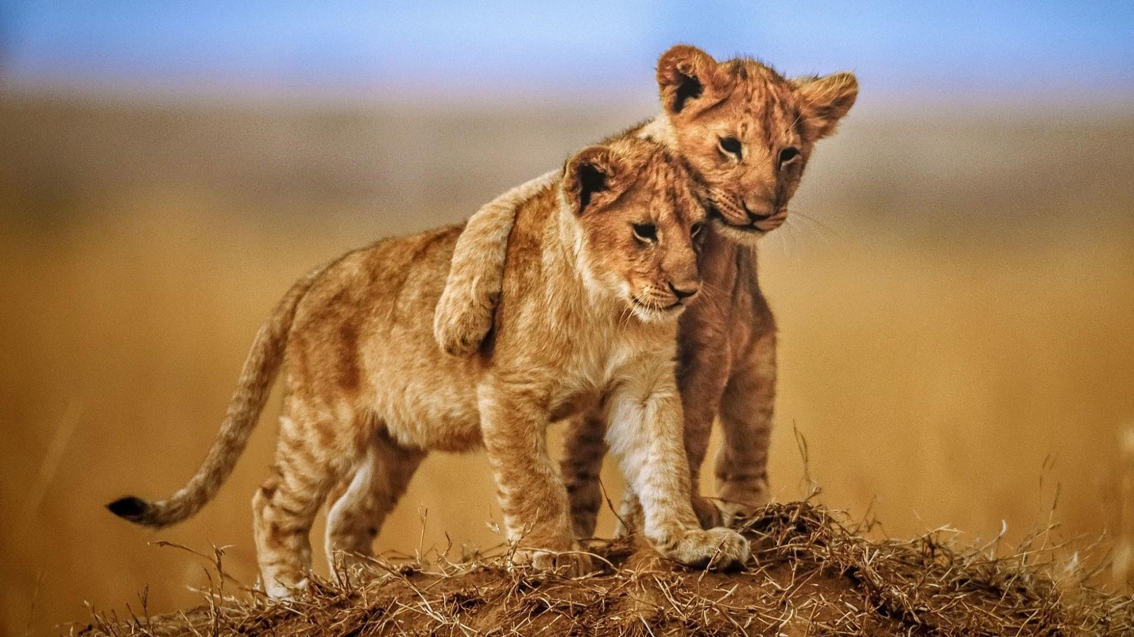 Brotherly Love Lion Cubs Photo Animals From Savannah Desktop Hd Wallpaper  For Mobile Phones Tablet And Laptop 3840x2160 : 