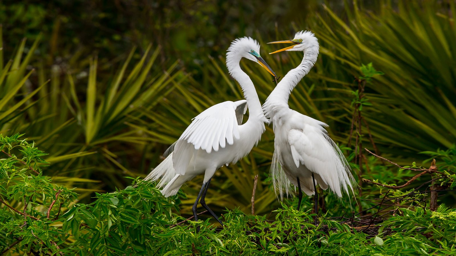 Great Egret wings white egret bird tree HD wallpaper  Peakpx