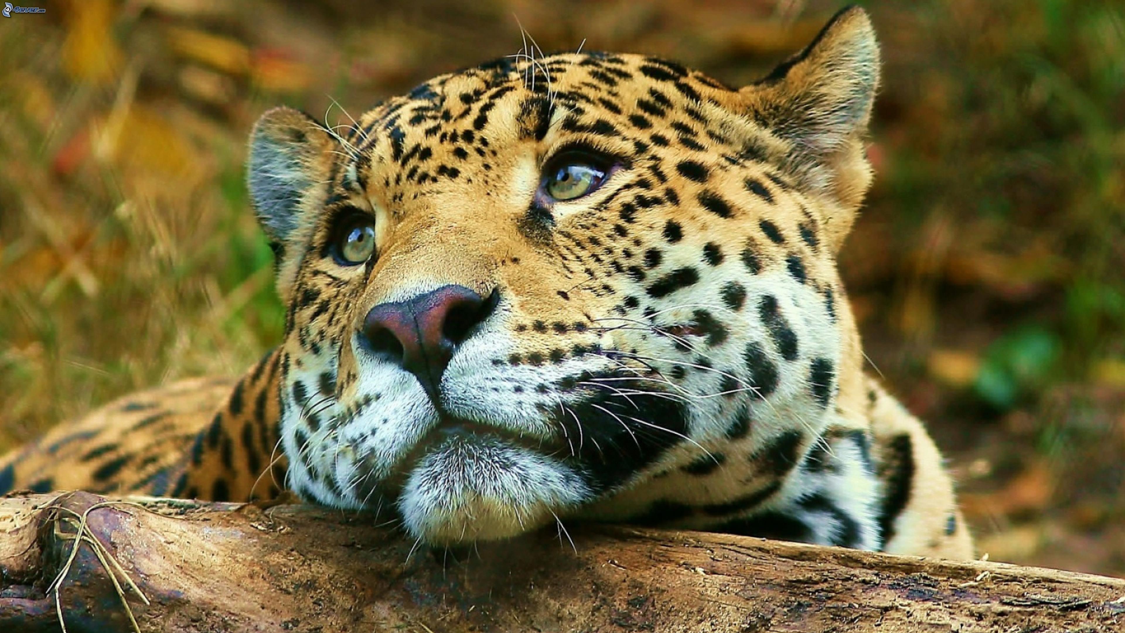 Jaguar Big Cute Wild Cat Desktop Hd Wallpaper For Mobile Phones Tablet