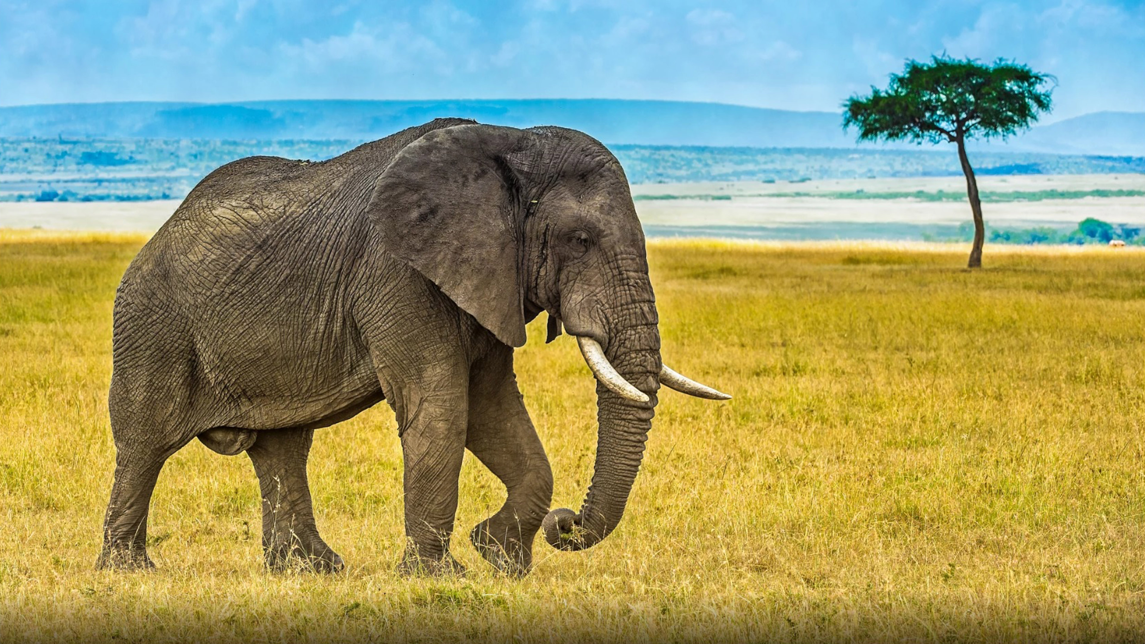 Featured image of post High Resolution Wallpaper Elephant Images - You can explore in this category and download free elephant png transparent images for your design flashlight.