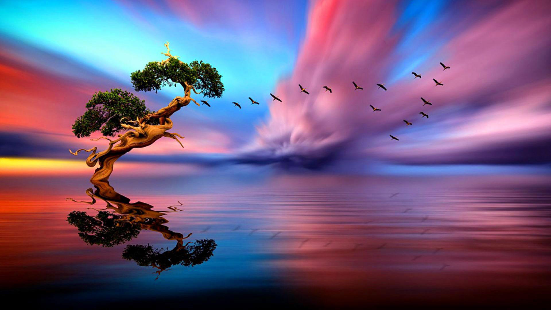 Lonely Tree Sunset Lake Birds In Flight Horizon Art Images Hd Wallpapers  And Background Computer Smartphone And Tablet 1920x1080 : 
