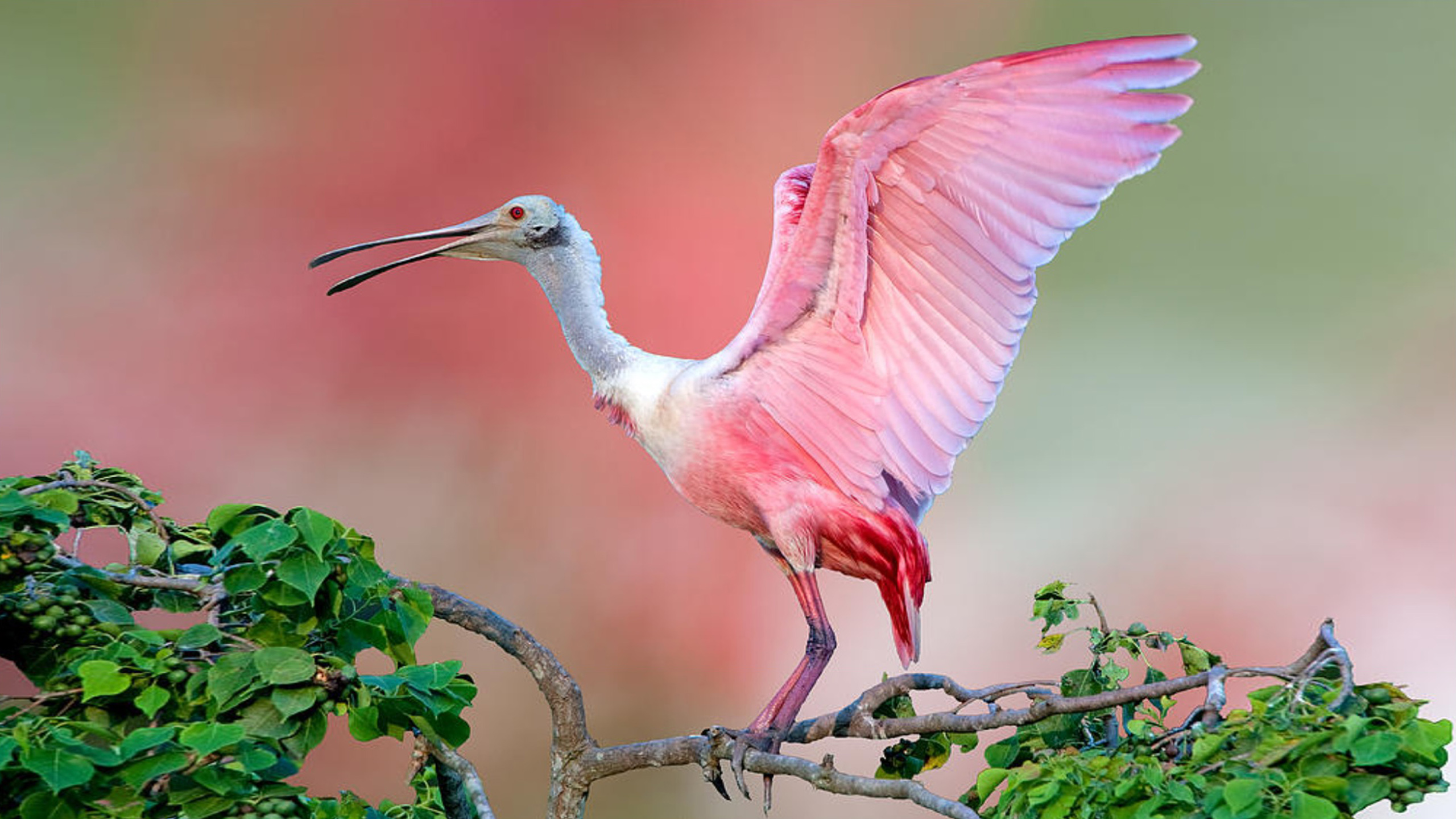 Roseate Spoonbill Beautiful Pink Bird On Tree Jefferson Island Animals  Birds Wallpapers Hd For Desktop 2560x1440 : 