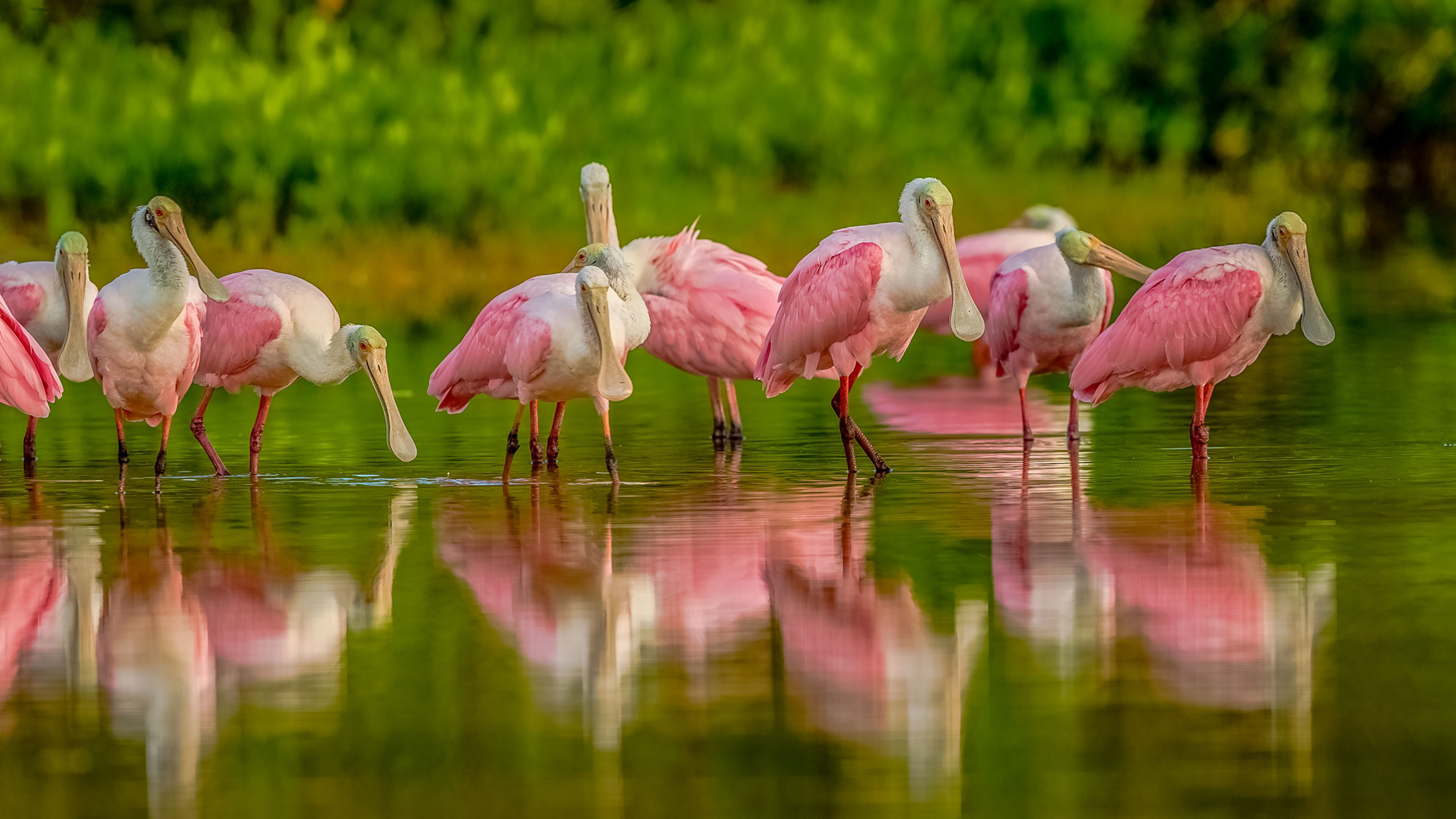 Roseate Spoonbill Group Birds In Water 4k Ultra Hd Wallpapers For