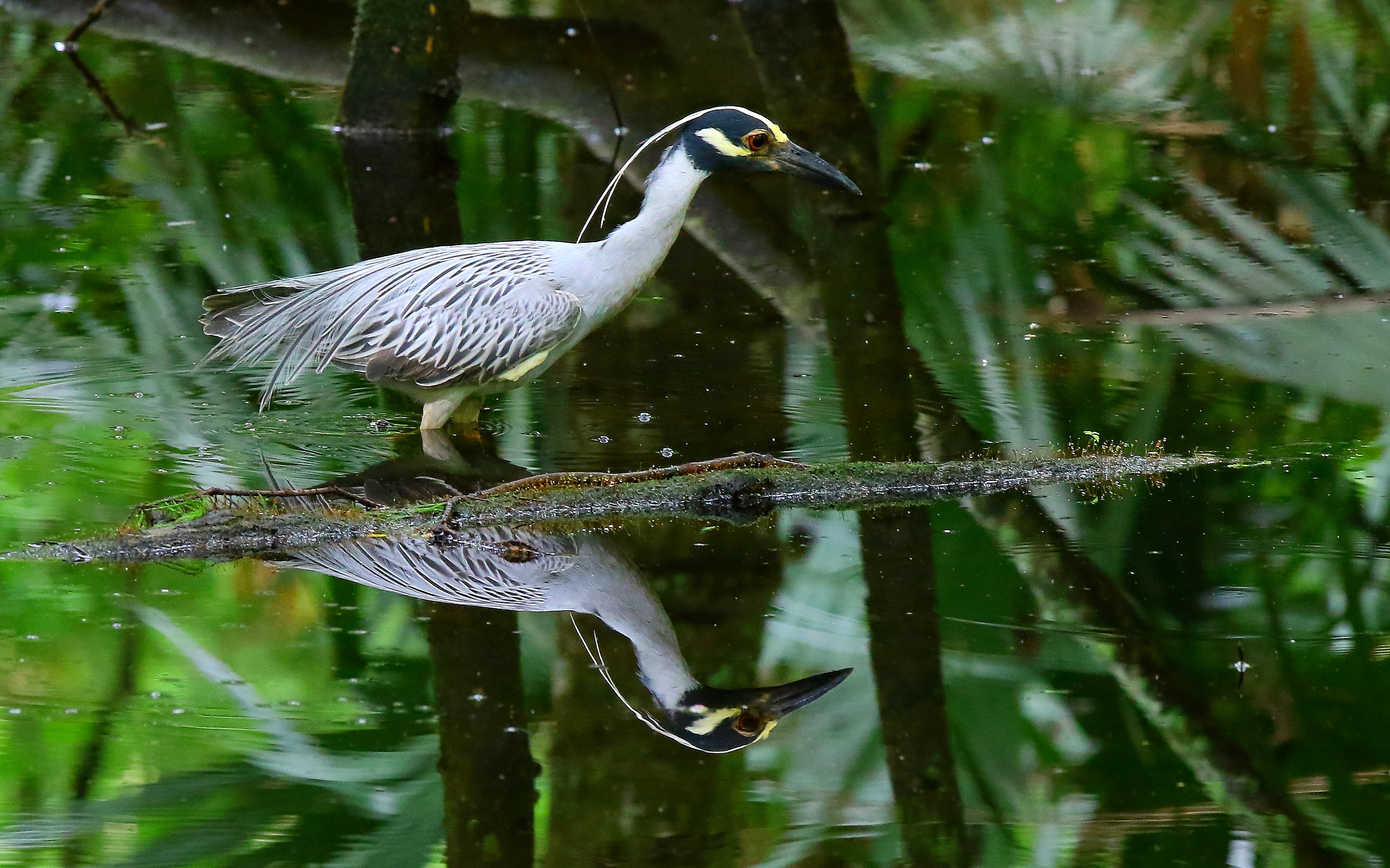 Yellow Crowned Swamp Bird In Search For Food Lake Martin Louisiana Hd
