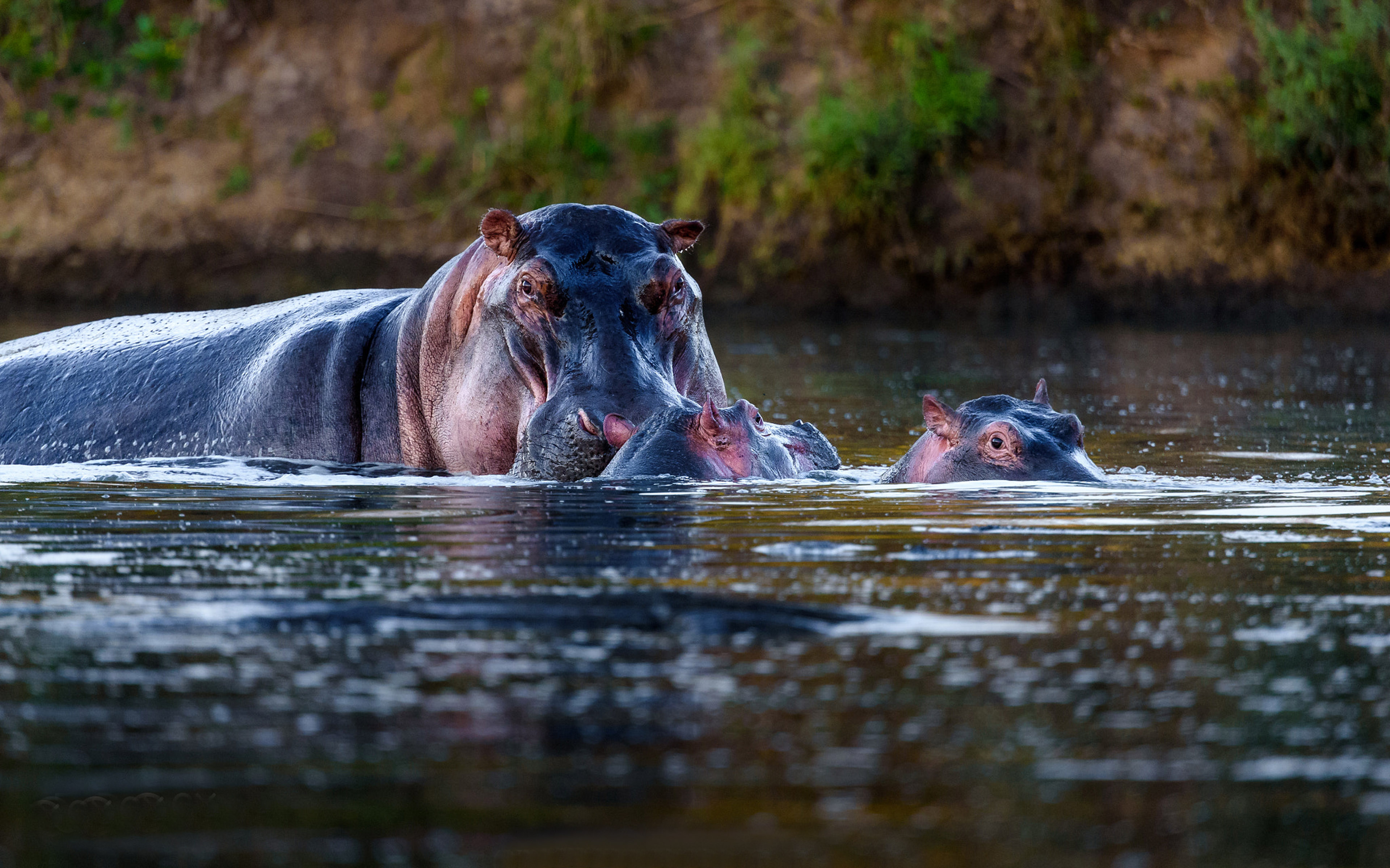 Animal Hippo Hippopotamus Amphibius Large Herbivorous Semi Mammal Born In  Sub Saharan Africa Desktop Wallpaper Hd For Mobile Phones And Laptops  3840x2400 : 
