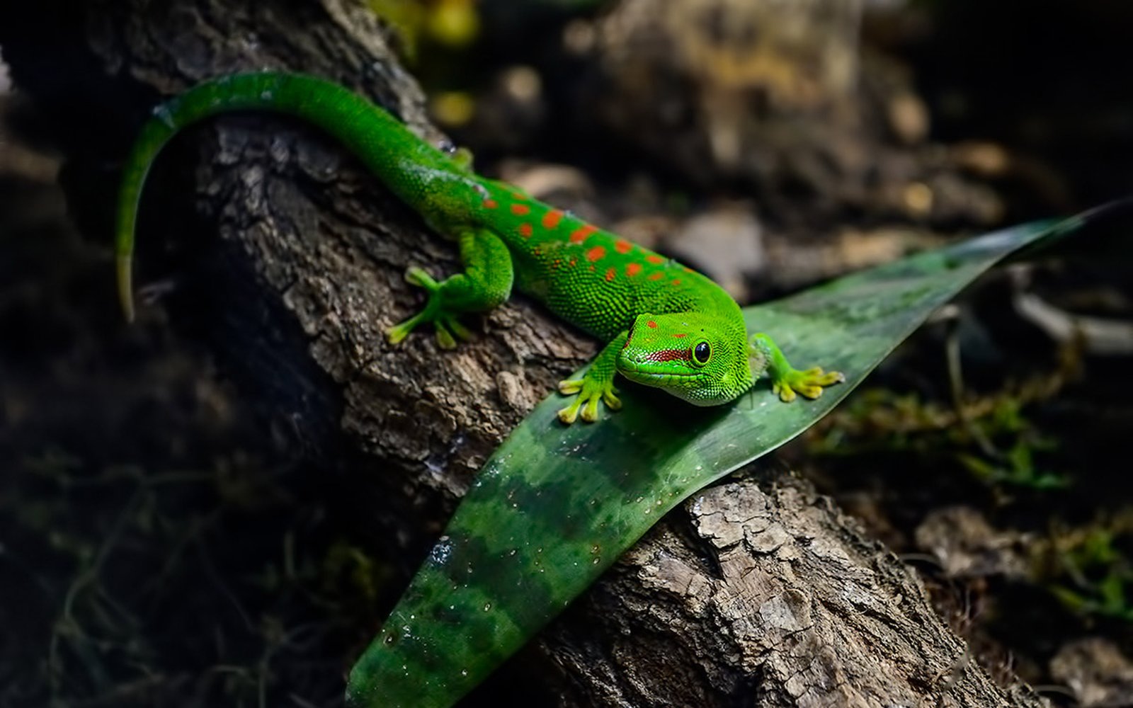 Animals Reptiles Gecko Green Lizard 4k Wallpapers Hd Images For Desktop