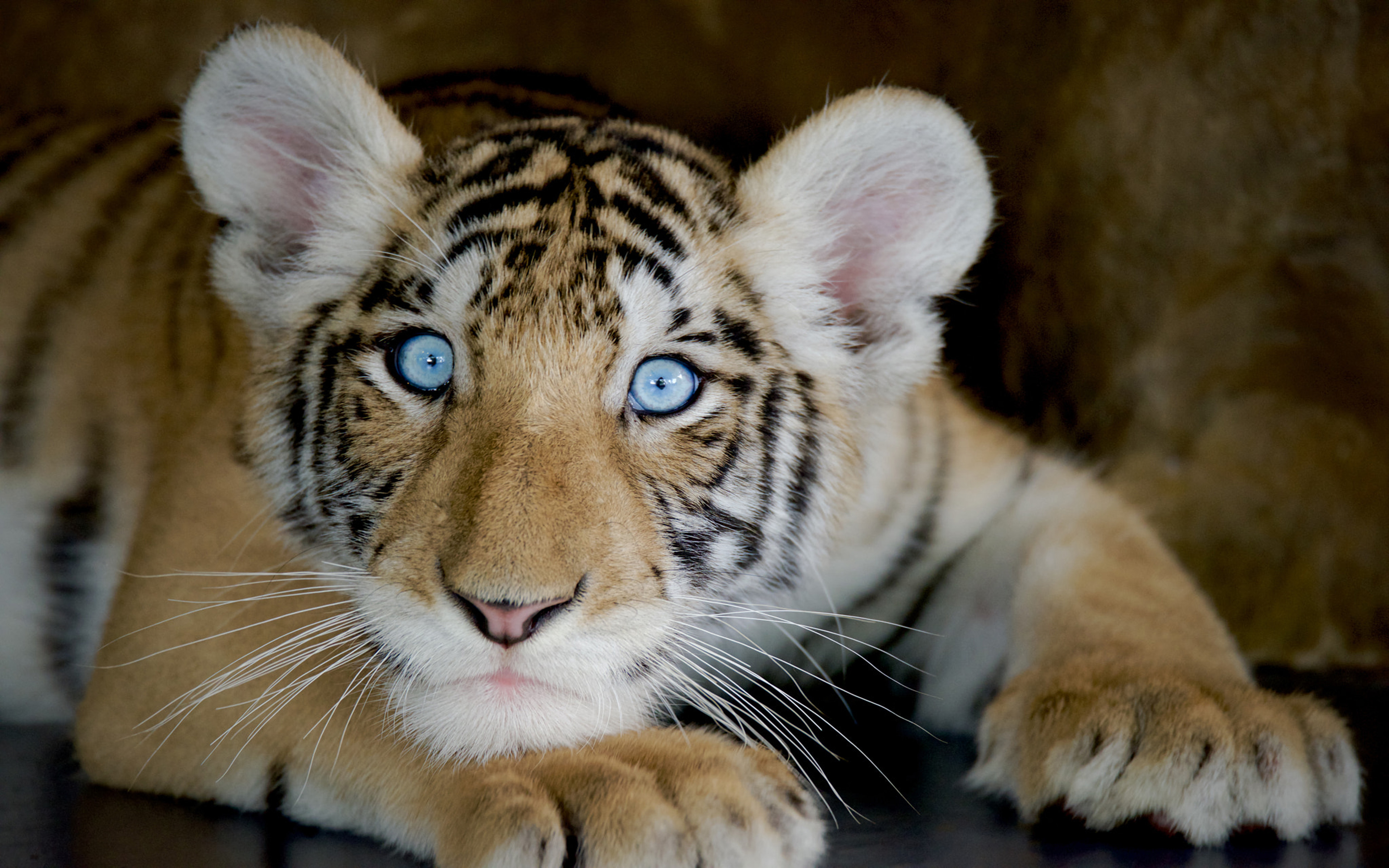 Animals Tiger Boy With Blue Eyes Desktop Hd Wallpaper For Pc Tablet And  Mobile Download 3840x2400 : 