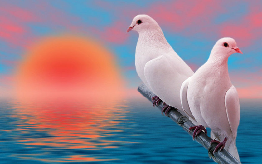 Birds Beautiful White Pigeons Love At Sunset Desktop Hd Wallpaper For Pc  Tablet And Mobile 3840x2400 : 