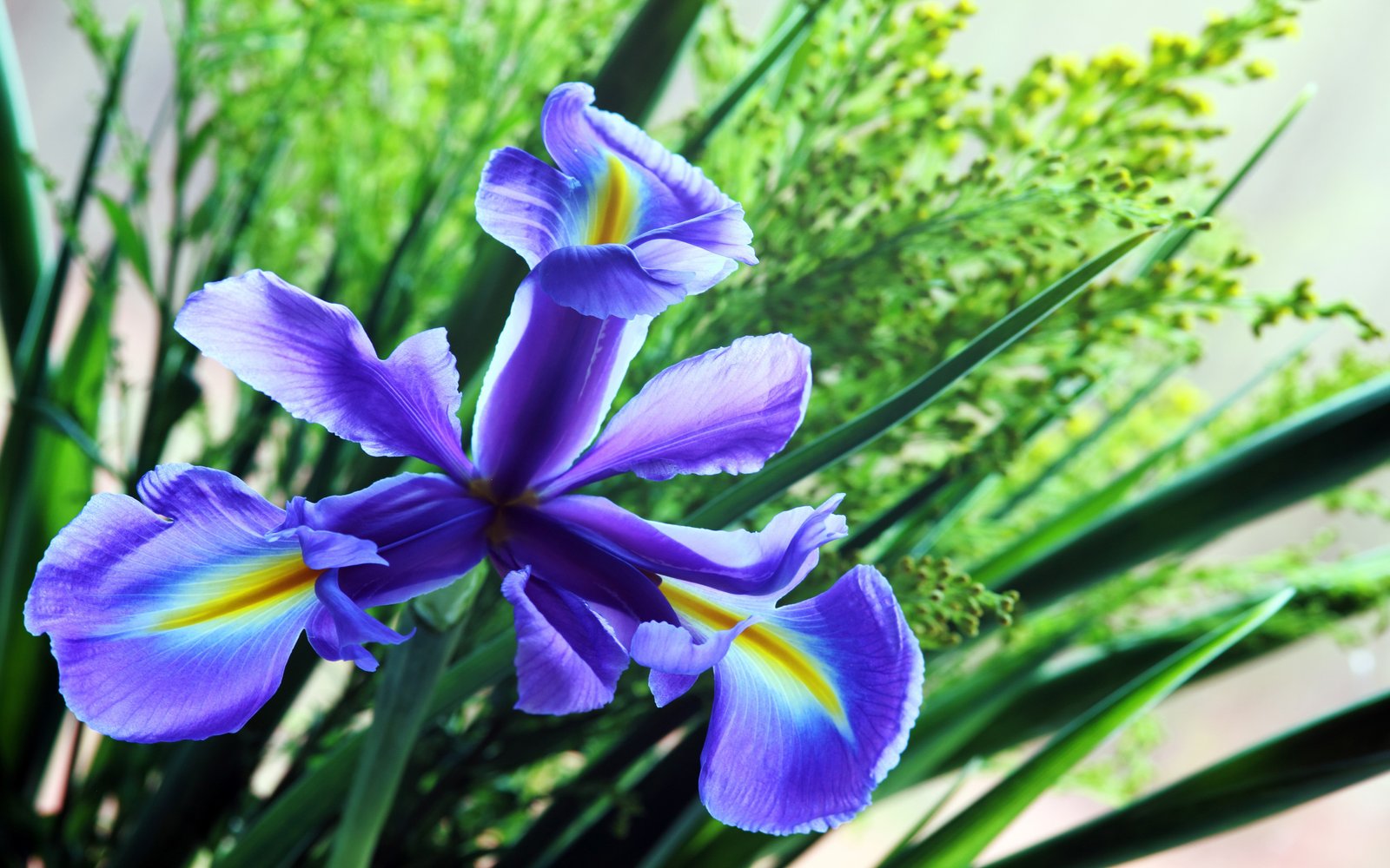 Blue Iris Plant Flores Family Iridaceae Popular Garden Color 4k Hd Wide