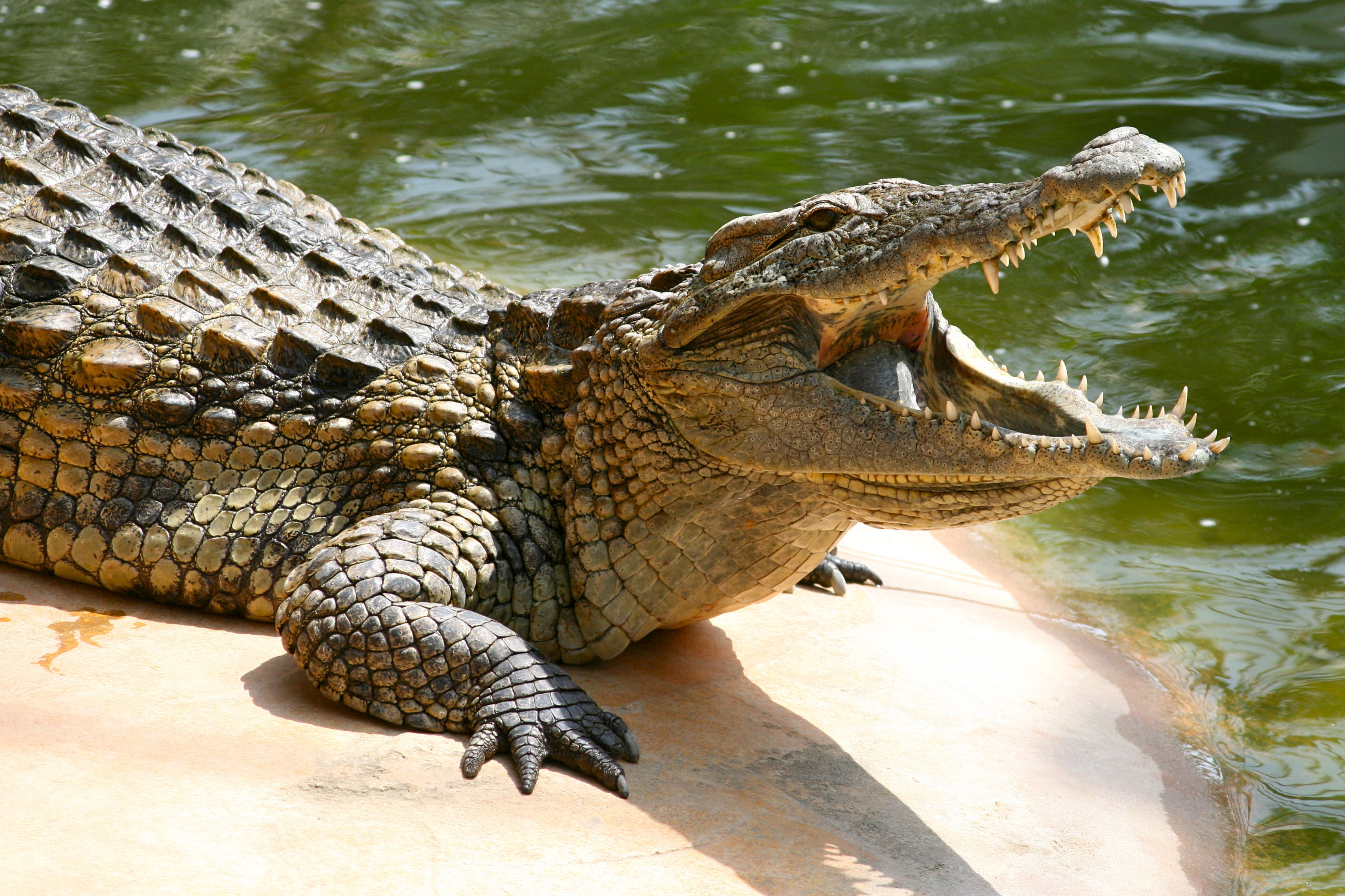 Нильский крокодил относится к пресмыкающимся. Крокодил Аллигатор Кайман. Нильский крокодил. Нильский Кайман. Нильский крокодил рептилия.
