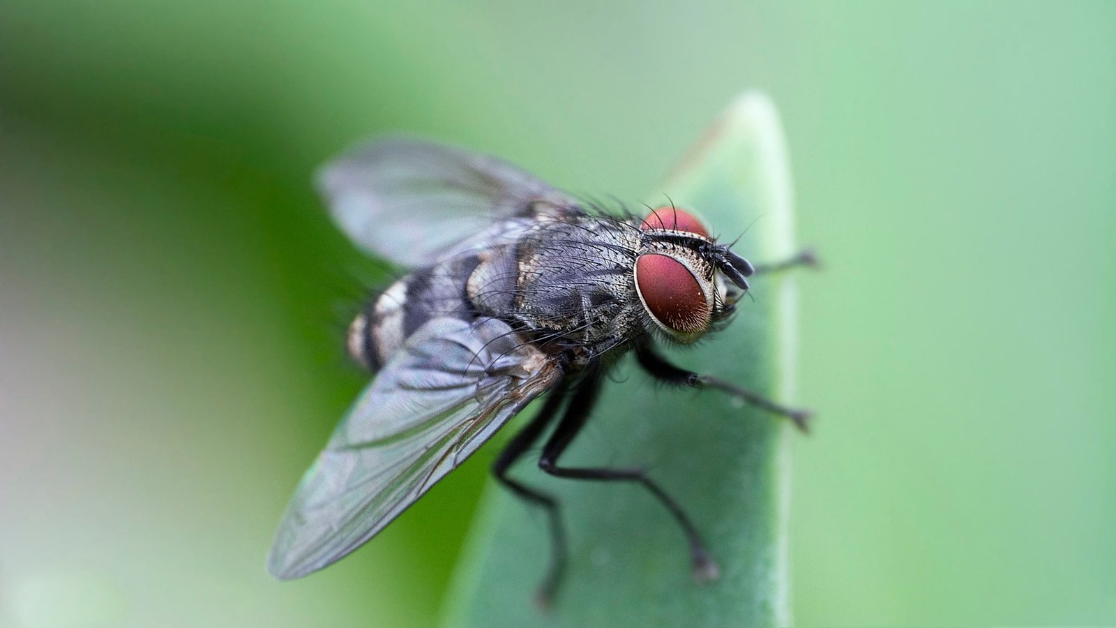 Вид муха домашняя. Musca domestica комнатная Муха. Муха домашняя Musca domestica. Муха ЦЕЦЕ. Муха обыкновенная комнатная.