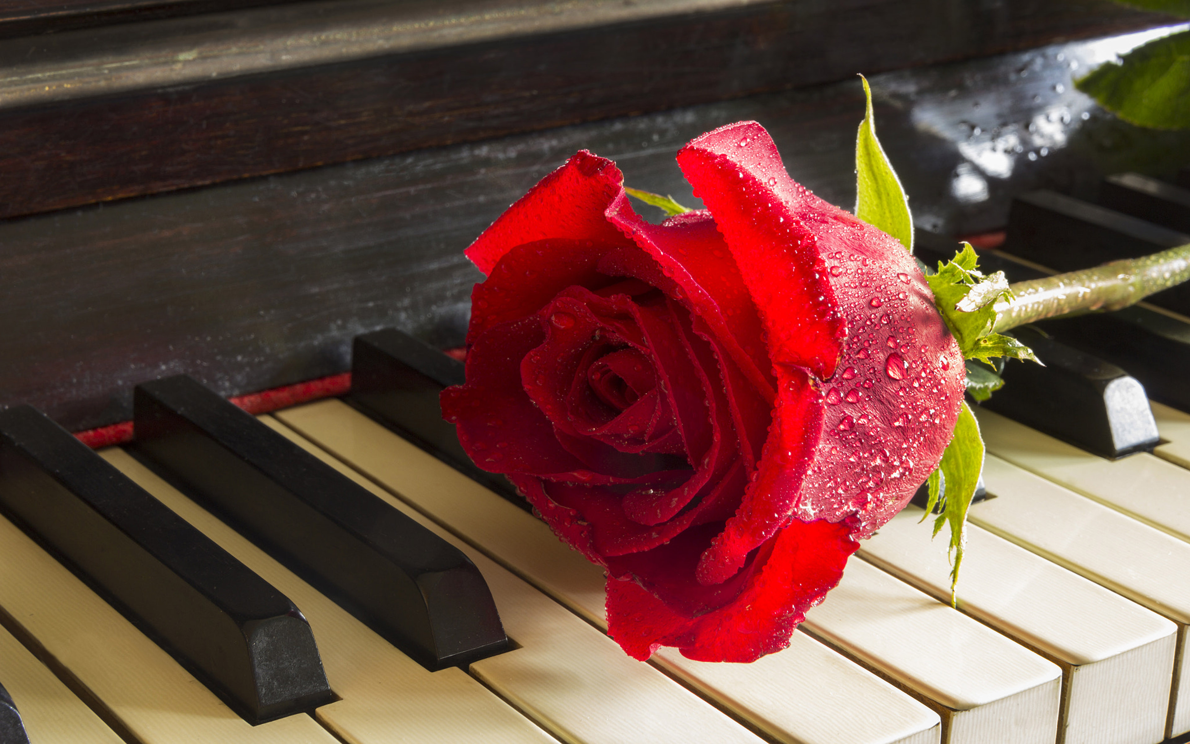 Red Rose On Piano Relaxing Music Meditation Desktop Hd Wallpapers For  Mobile Phones And Computer 3840x2400 : 