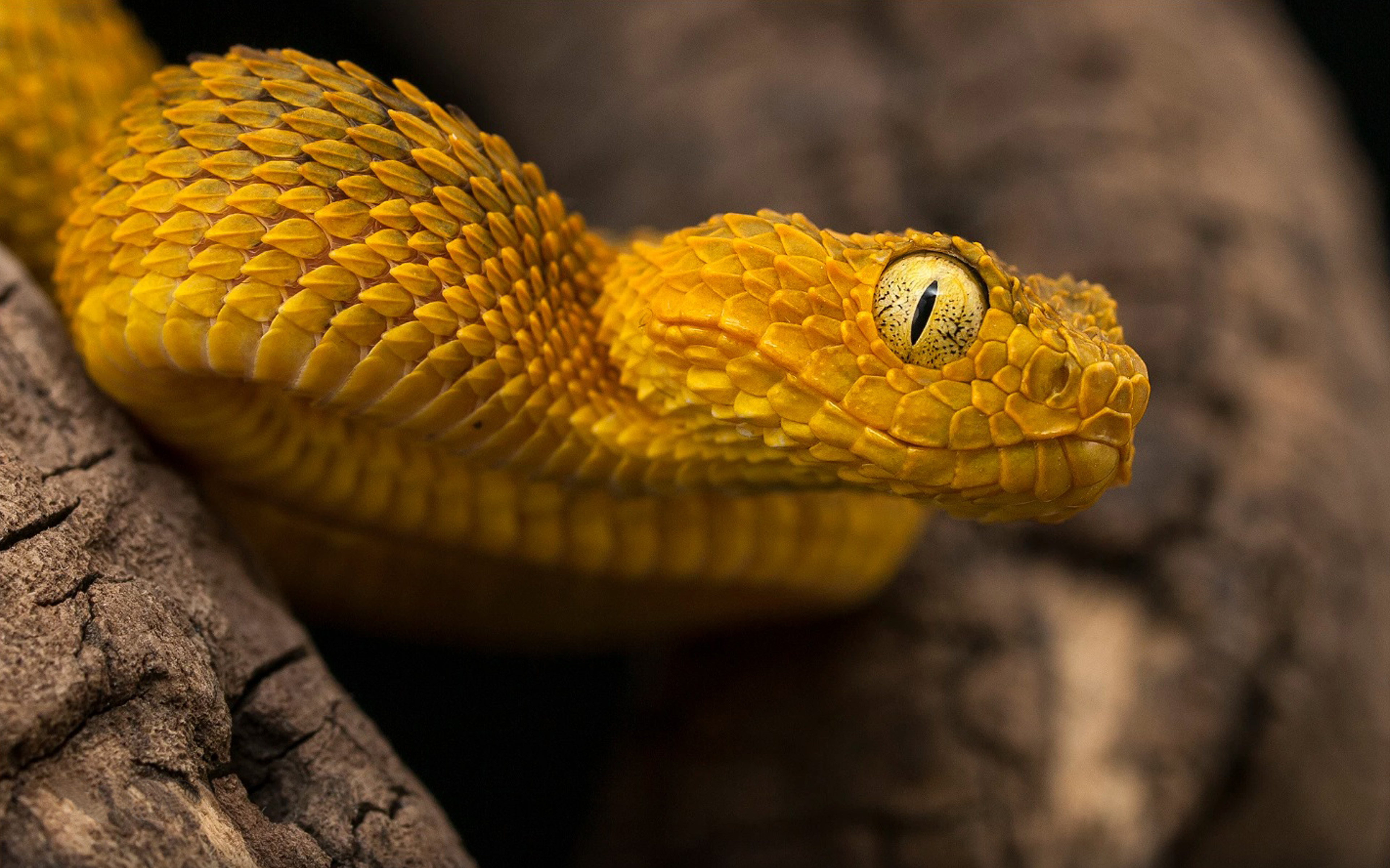 Самые красивые змей в мире. Змея островной ботропс. Кустарниковая гадюка (Atheris. АТЕРИС сквамигера. Полоз гадюка желтая.