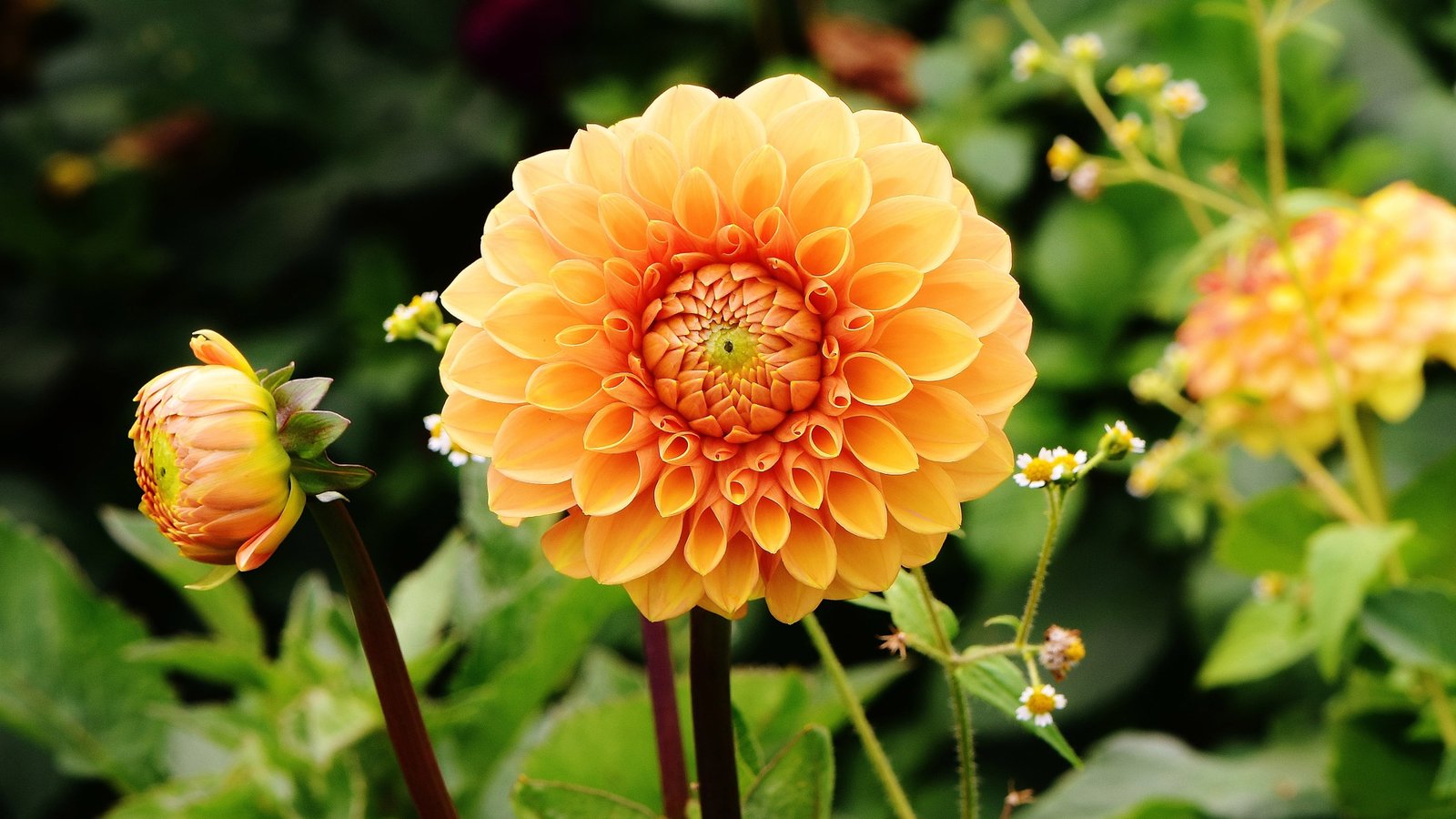 Yellow And Orange Dahlia Flower Desktop Themes Places & Landscapes For