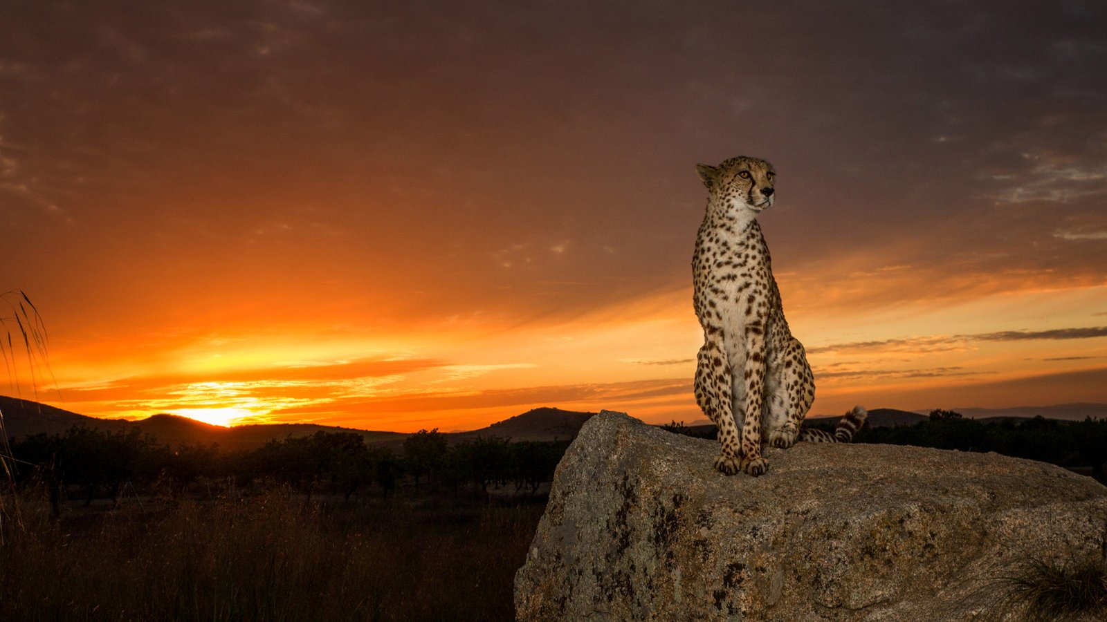 Animal Cheetah The Cheetah Is A Large Cat From Subfamily Feline Lives In South North