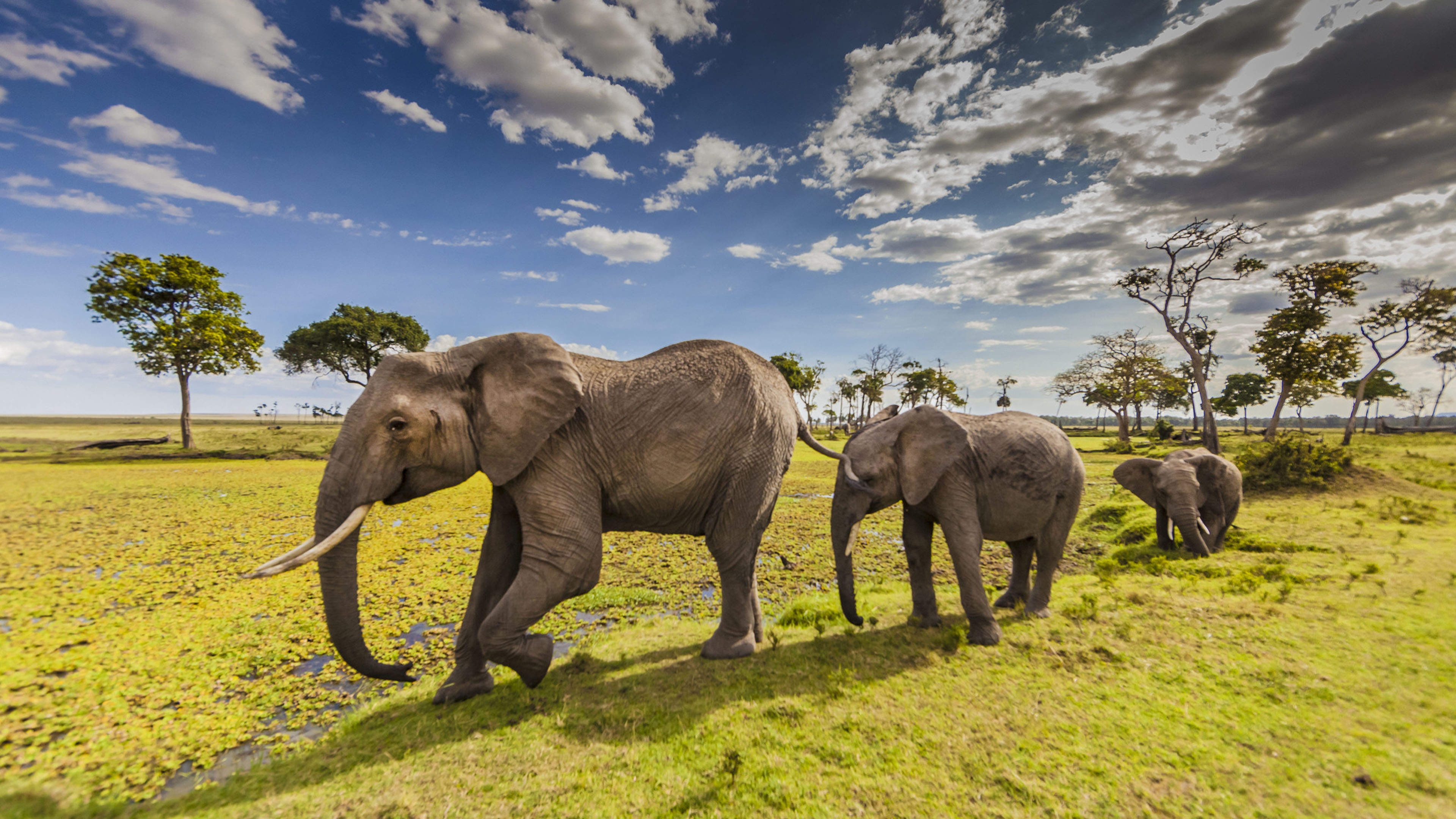 Animals Elephants In Maasai Mara County Park In Kenya Desktop Hd