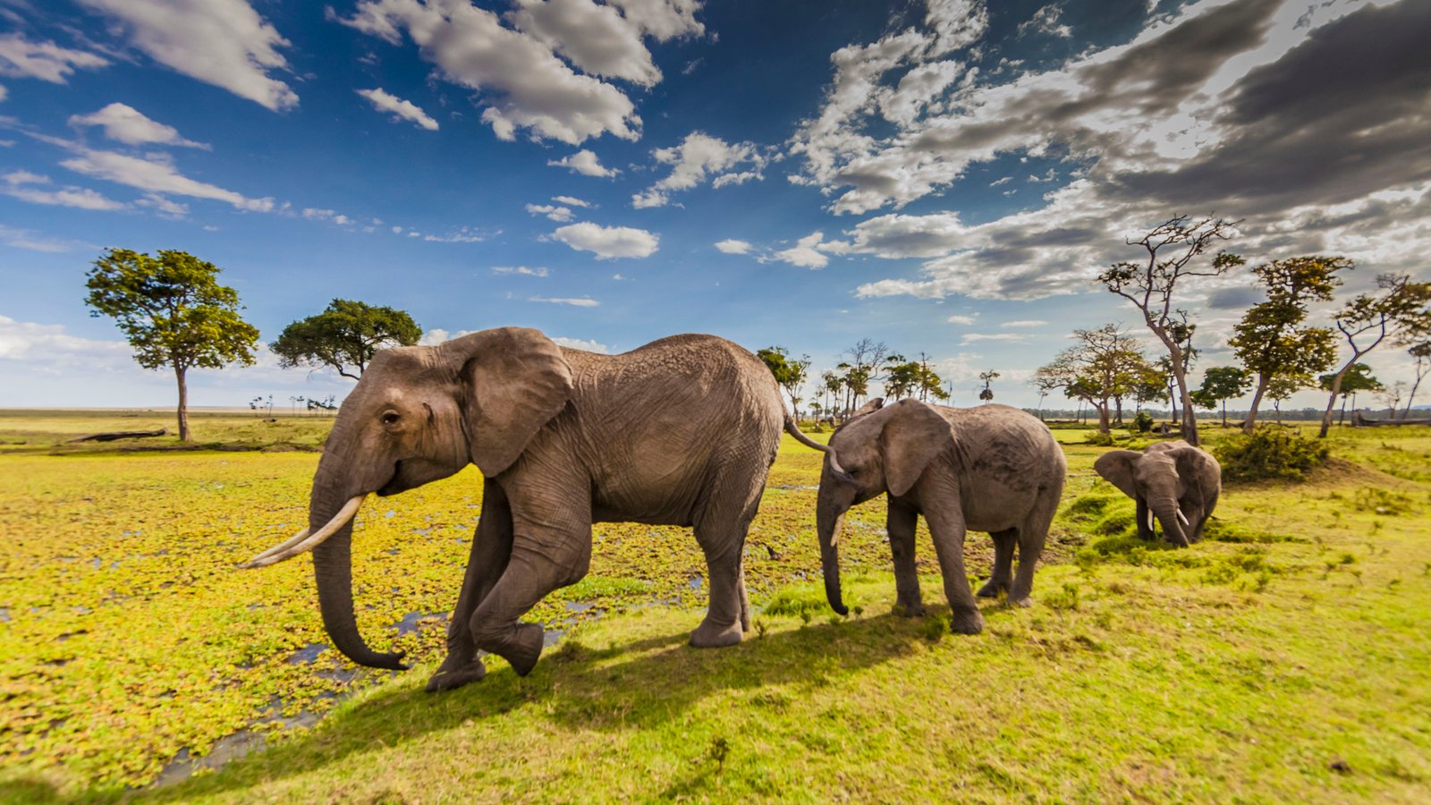 park safari elephants