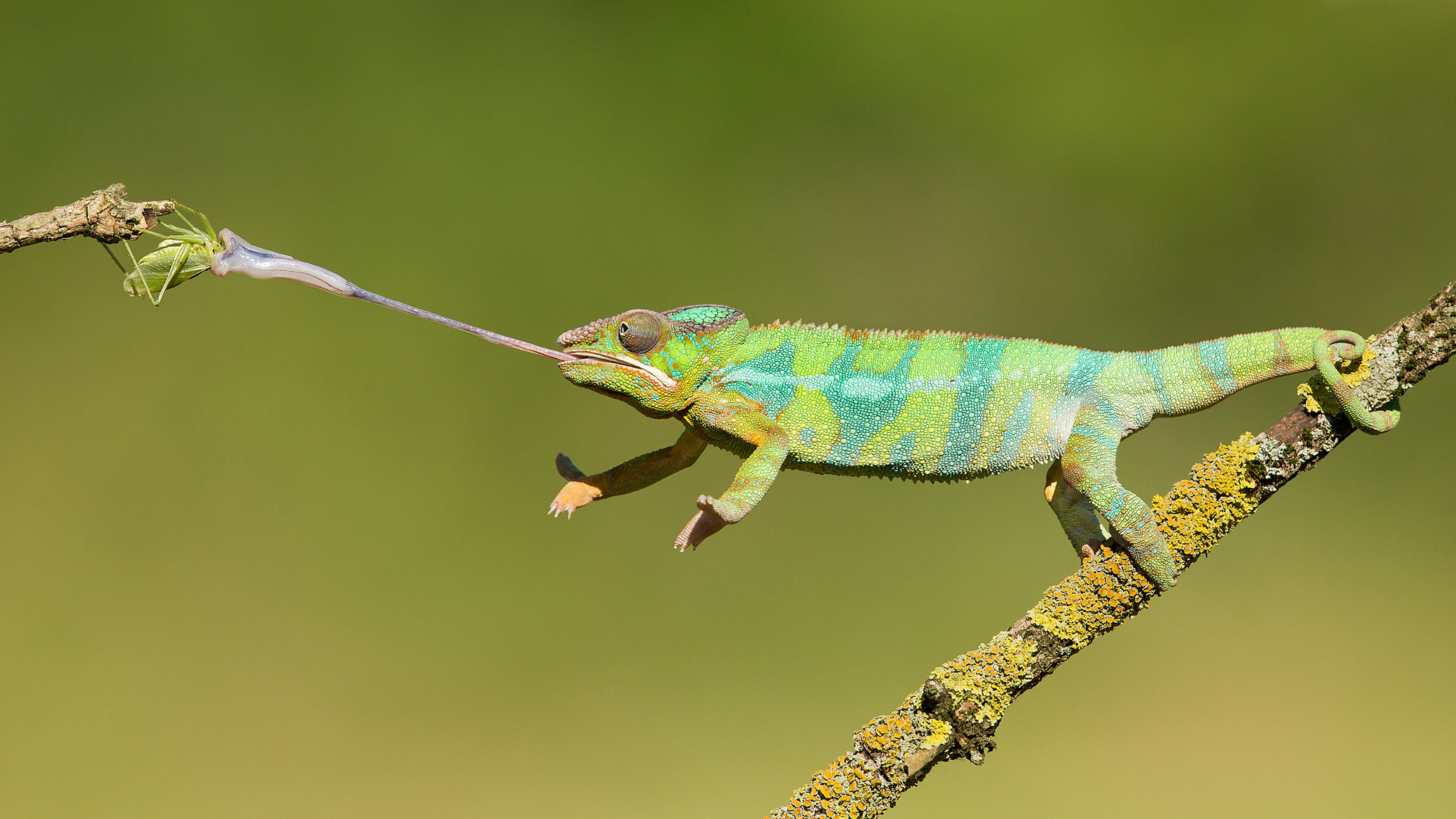 Chameleon Hunting On Insects Animals With Long Tongues Changing Color