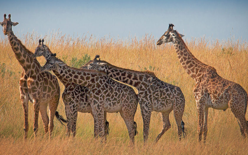 Giraffe Animal African Mammals From Savannah In Kenya And Tanzania 4k Ultra  Hd Tv Wallpaper For Desktop Laptop Tablet And Mobile Phones 3840x2160 :  