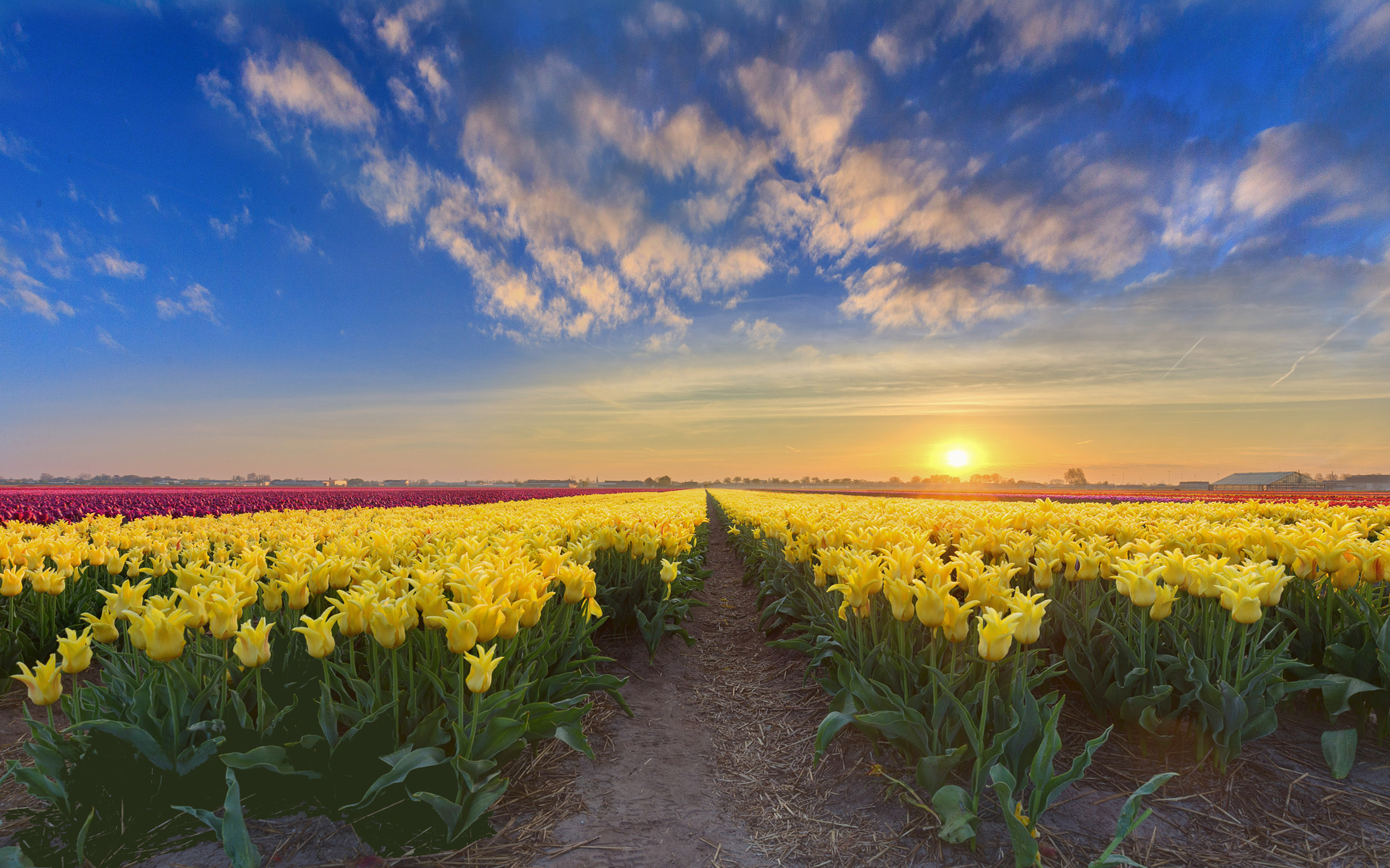 Gold Sunset Netherlands Spring Flowers Plantation With Yellow Red And Pink  Tulips 4k Ultra Hd Tv Wallpaper For Desktop Laptop Tablet And Mobile Phones  3840x2400 : 