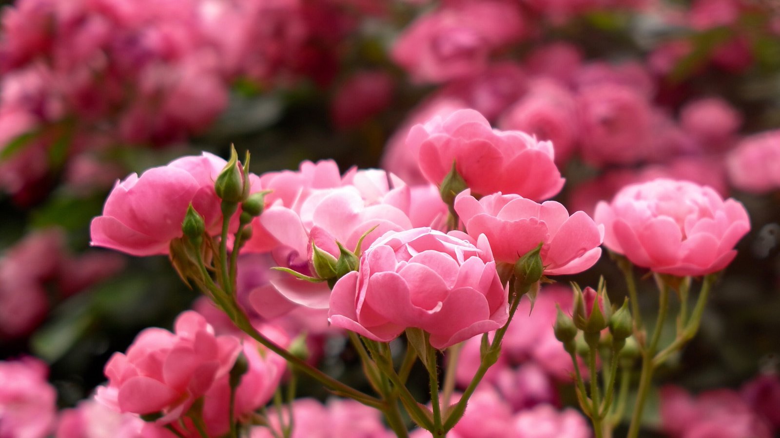 Pink Rose Buds Perfumed Flowers Plants From Garden Ultra Hd Wallpapers