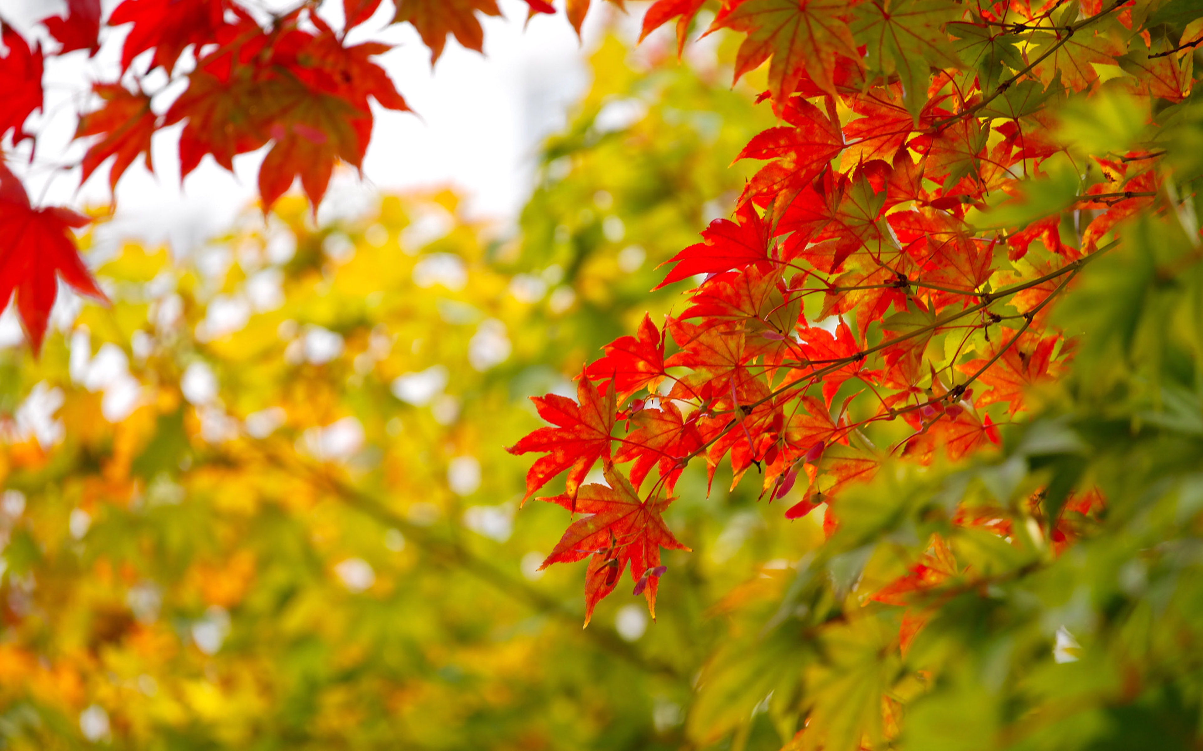 Red And Yellow Maple Leaves In Autumn National Symbol On Canada 4k