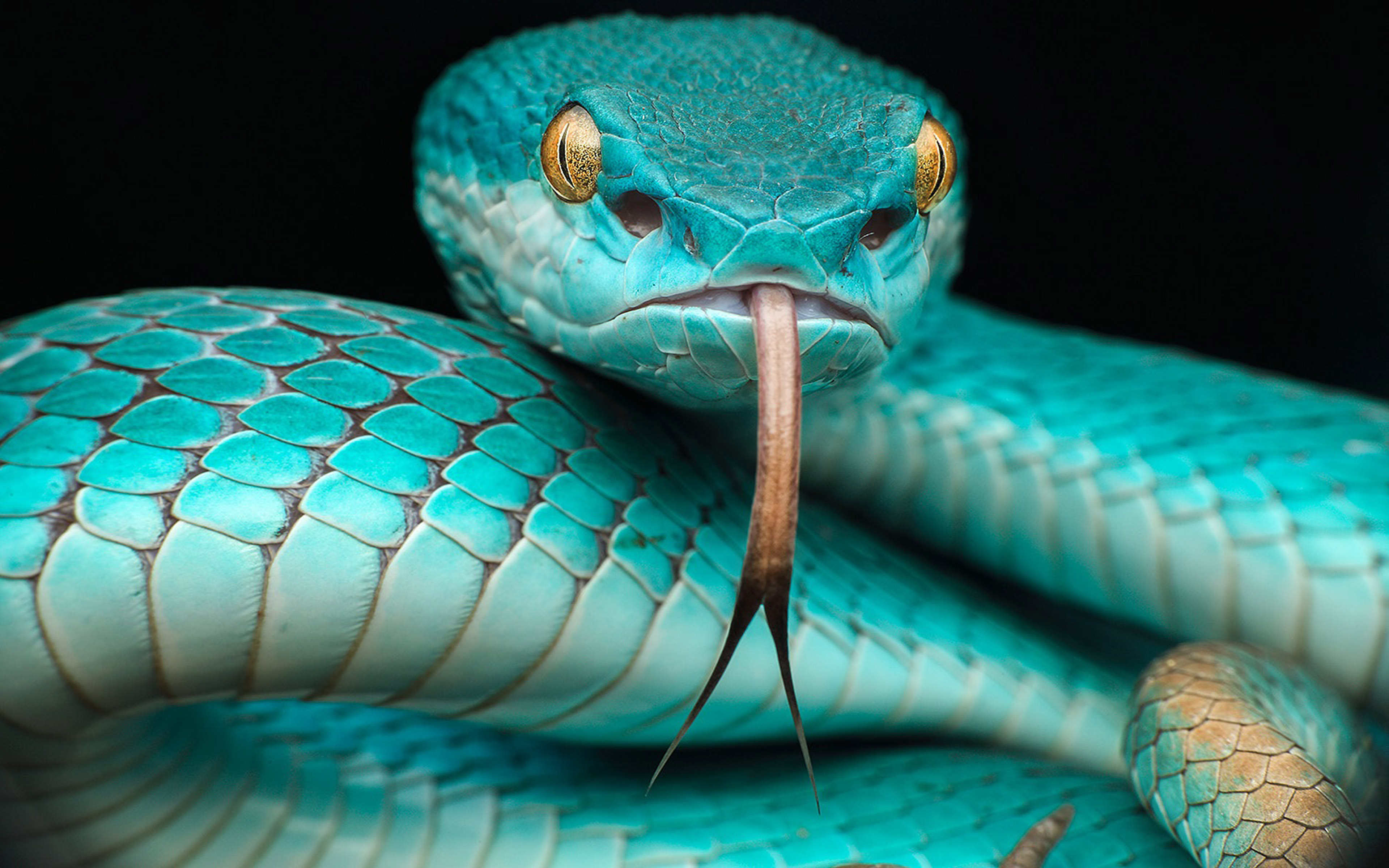 Trimeresurus Albolabris Insularis Reptile Japanese Blue Poison Snake In  Indonesia And East Timor Hd Wallpapers For Desktop Mobile Phones And Laptop  3840x2400 : 