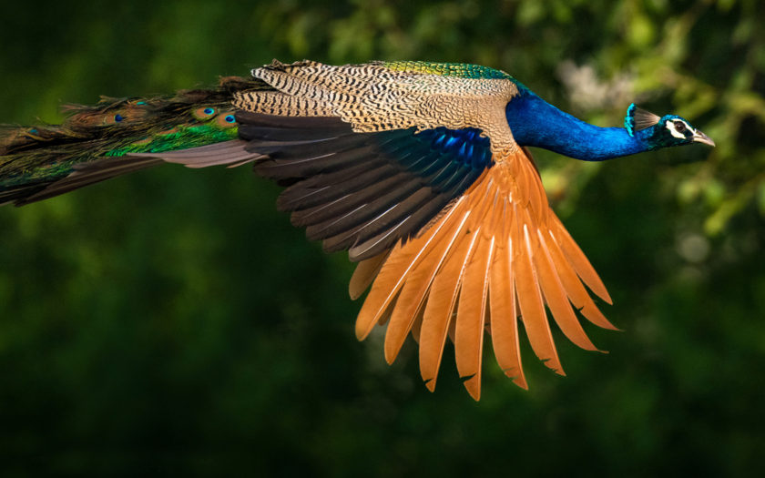 Birds Indian Peafowl Or Peacocks Indian Peacock Colored Birds With Green  And Blue Feathers Ultra Hd Wallpapers For Desktop Mobile Phones And Laptop  3840x2160 : 