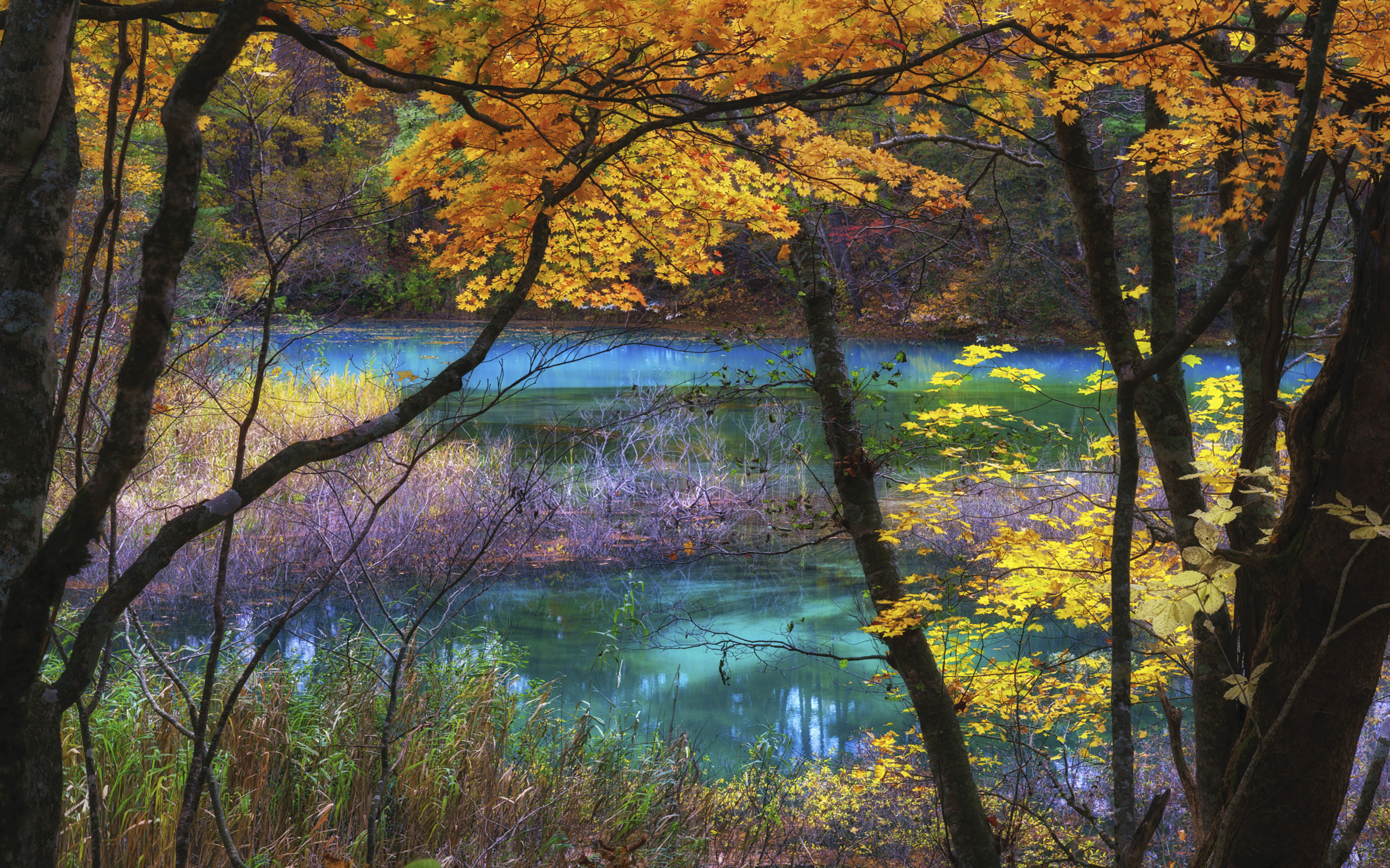 Blue Lake Goshikinuma Fukushima Japan Autumn Scenery Landscape Nature Ultra Hd  Wallpapers For Desktop Mobile Phones And Laptop 3840x2400 : 