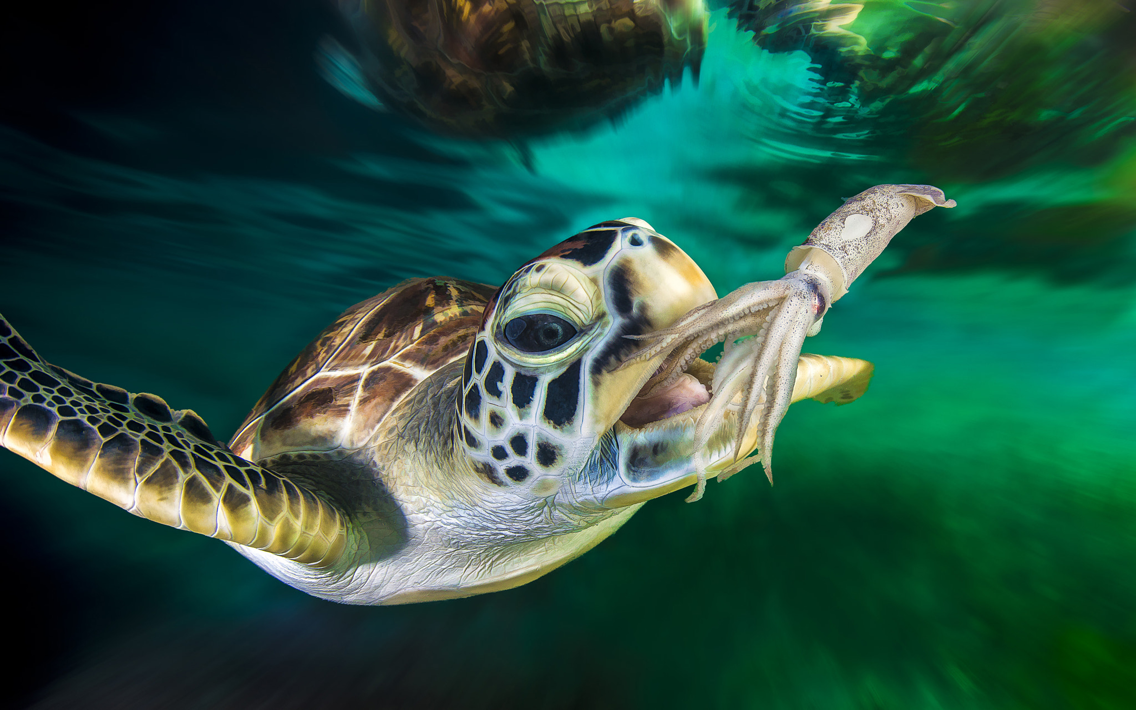 Green Sea Turtle And Squid Ocean Underwater Photo Desktop Hd Wallpaper For  Pc Tablet And Mobile 3840x2400 : 