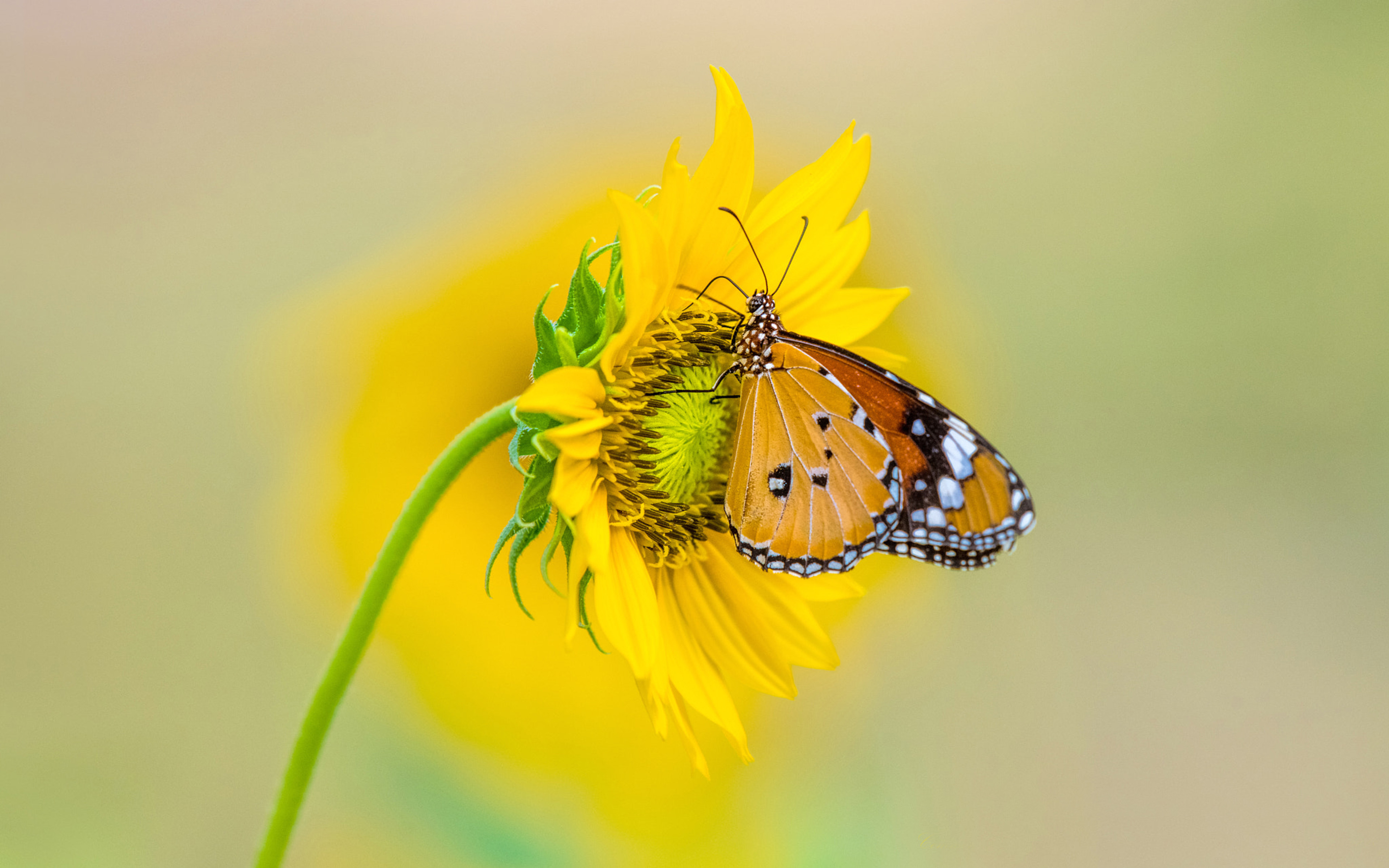 Insect Tiger Butterfly On Yellow Color From Sunflower 4k Ultra Hd Tv  Wallpaper For Desktop Laptop Tablet And Mobile Phones 3840x2400 :  