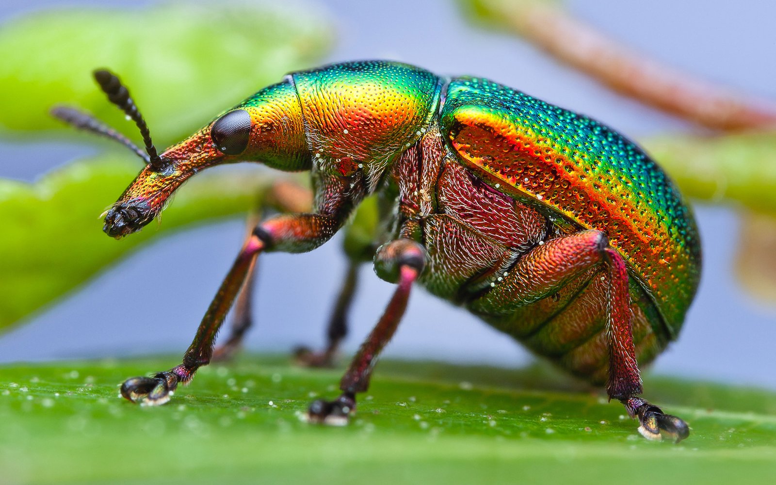 What Bugs Are Insects - Image to u
