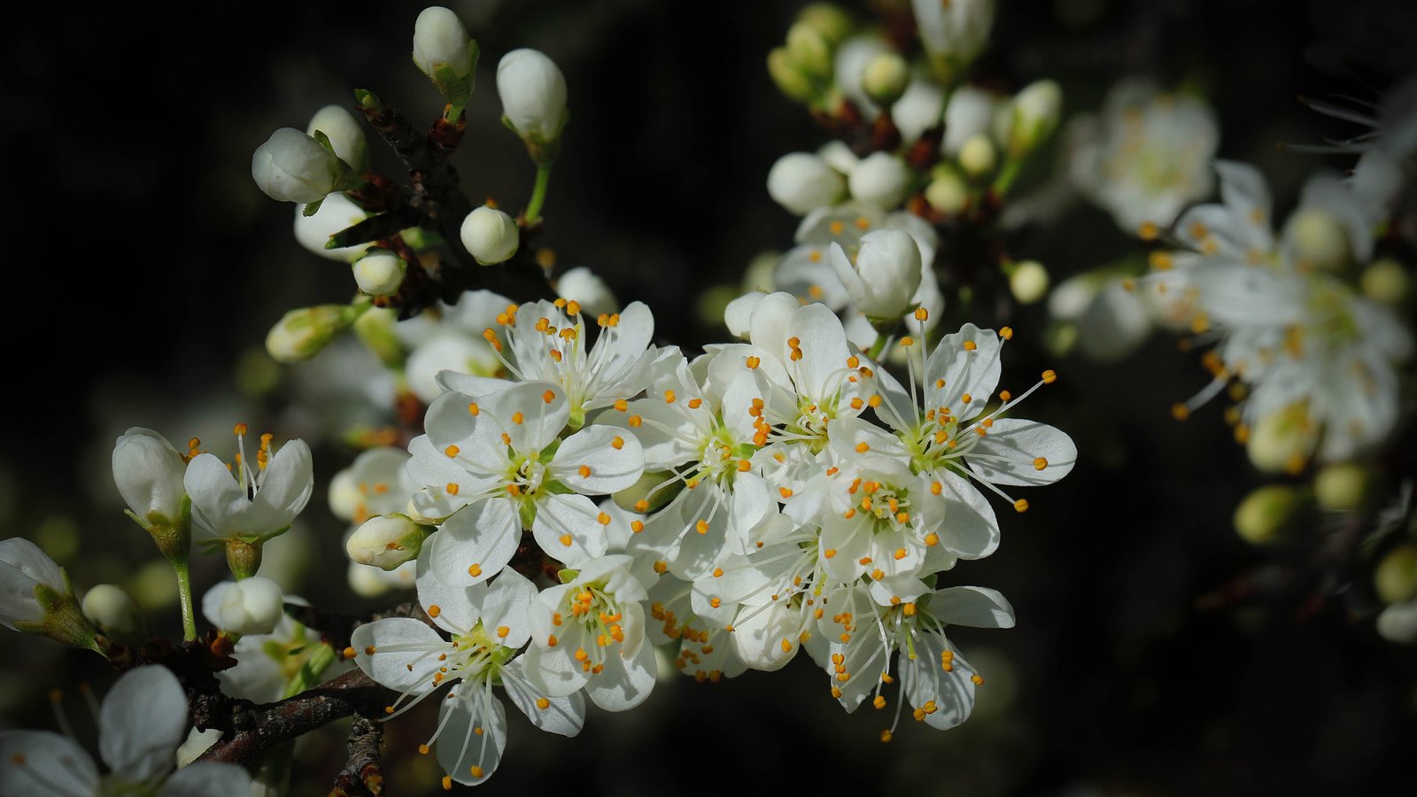 Spring Cherry Blossom Green Leaves And White Flowers On Black