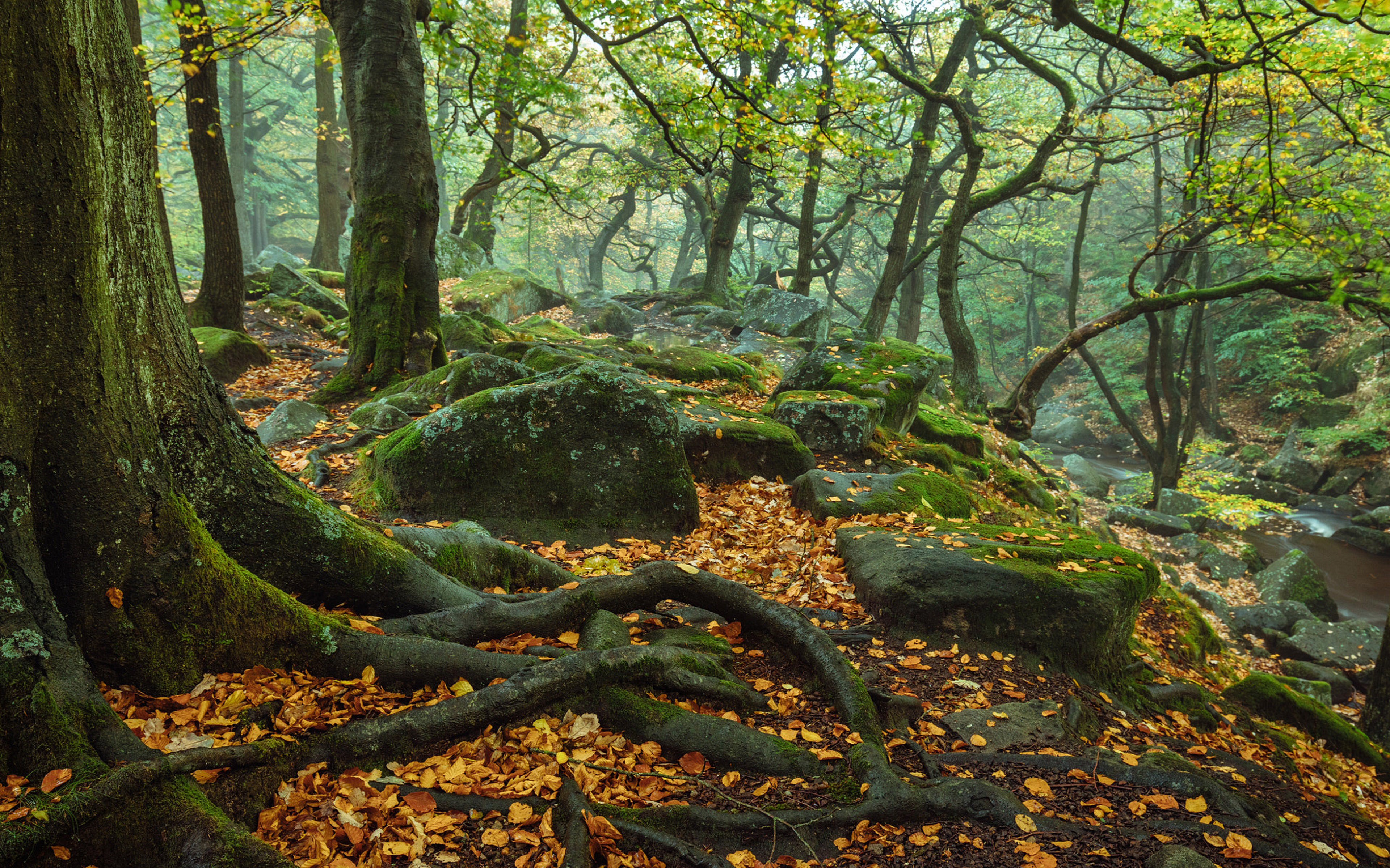 Autumn In November Forest Trees Stems Roots Rocks Green