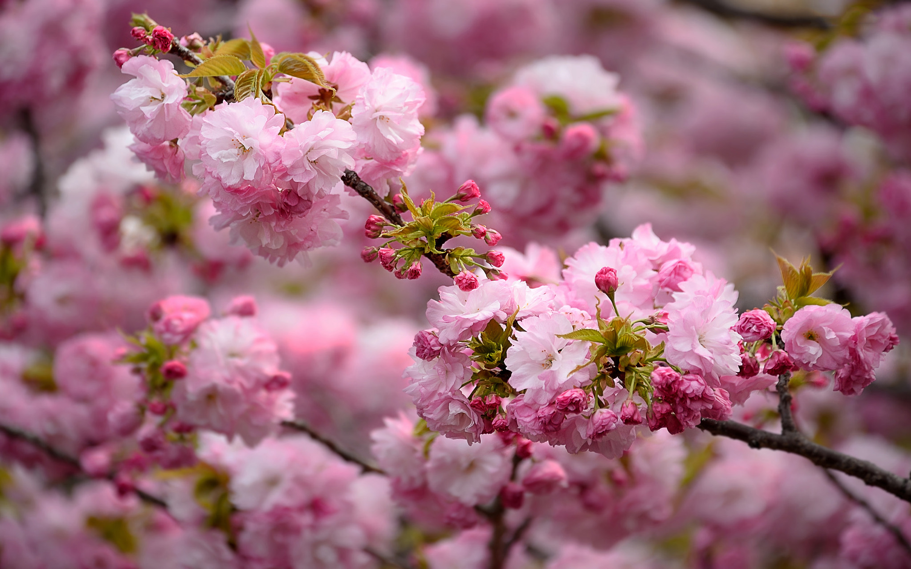 Фото весны на рабочий. Рододендрон Даурский. Цветение Сакуры цветы. Вечноцветущая Сакура. Сакура цветение растения.