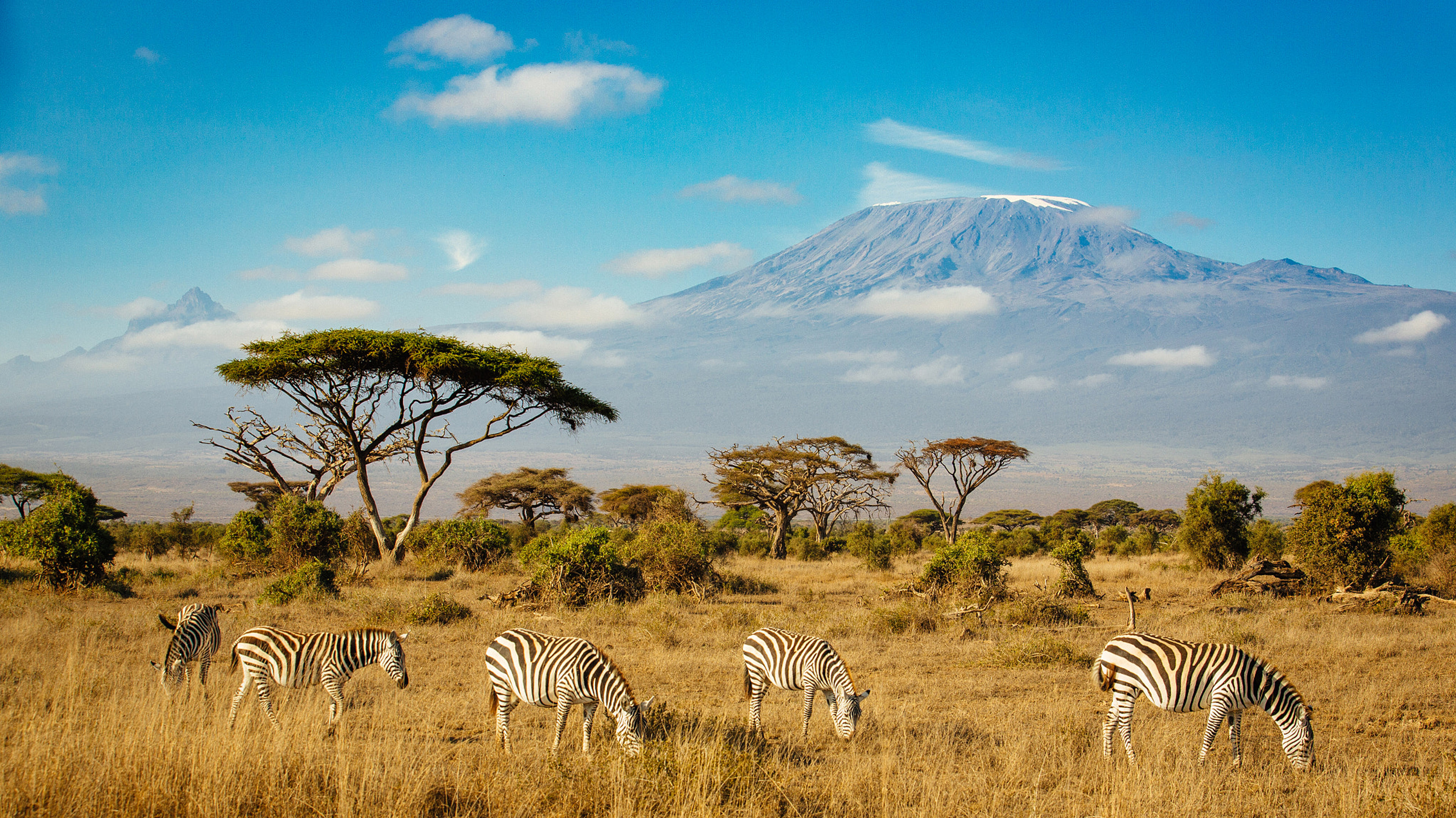 Zebras In Amboseli National Park Mount Kilimanjaro In Southern Kenya 4k