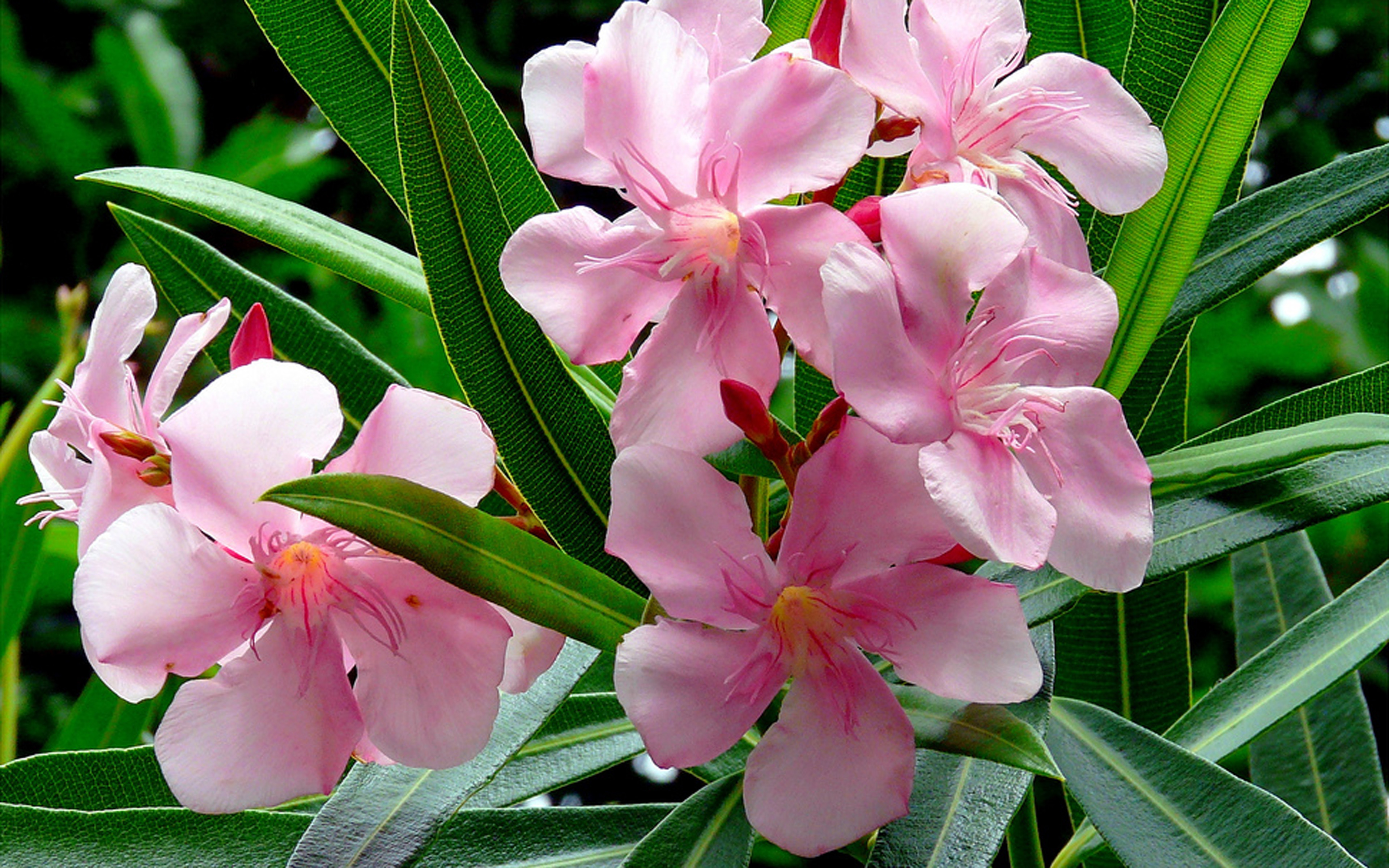 Nerium Oleander Pink Flowers With Green Leaves Toxic Plants Bush Tree